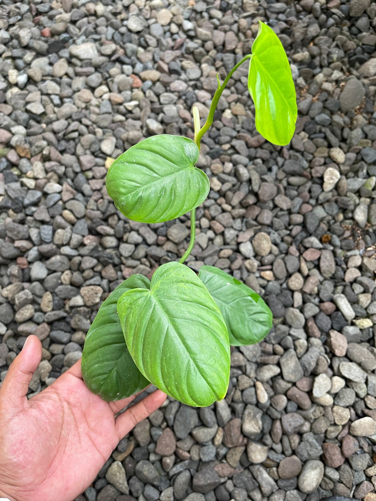 Philodendron Tenue