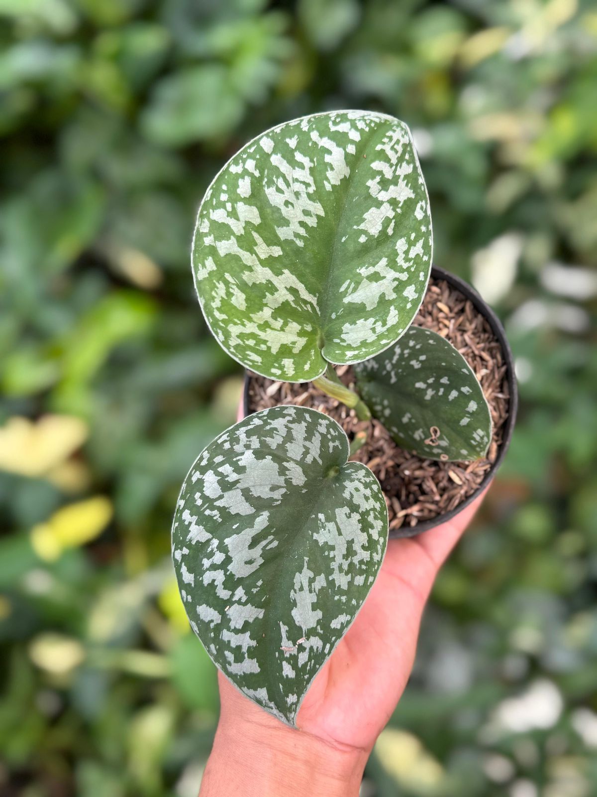 Scindapsus Silver Peacock