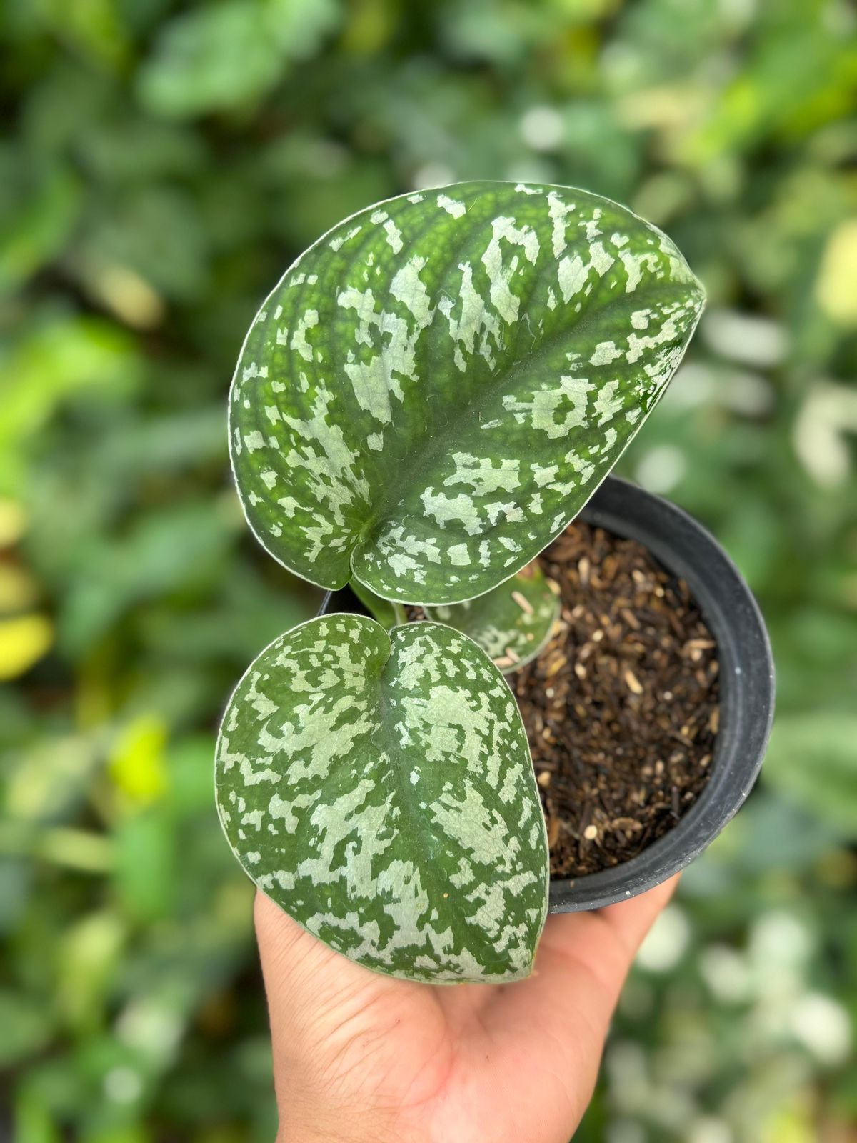 Scindapsus Silver Peacock