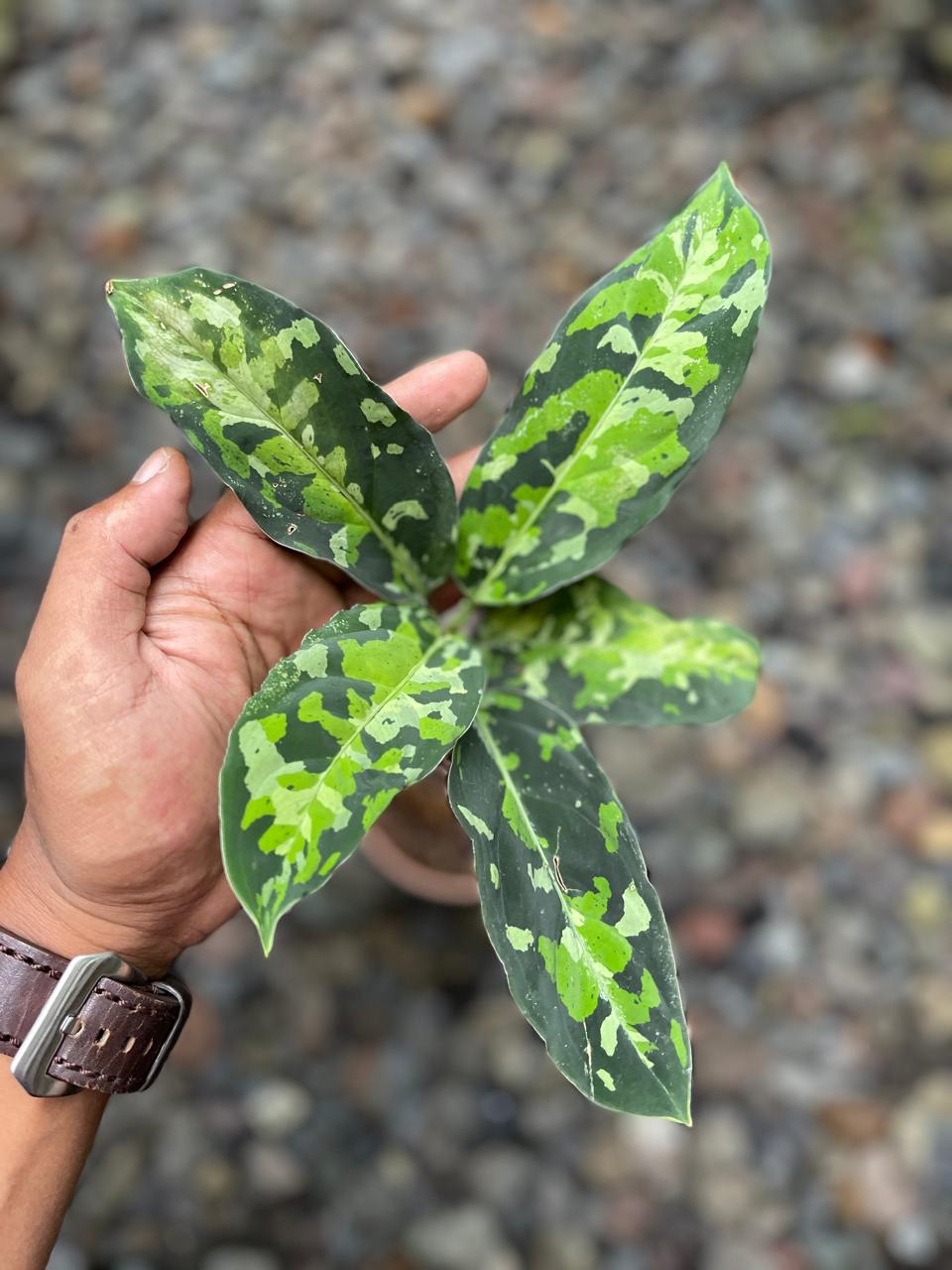 Aglaonema Pictum Tricolor