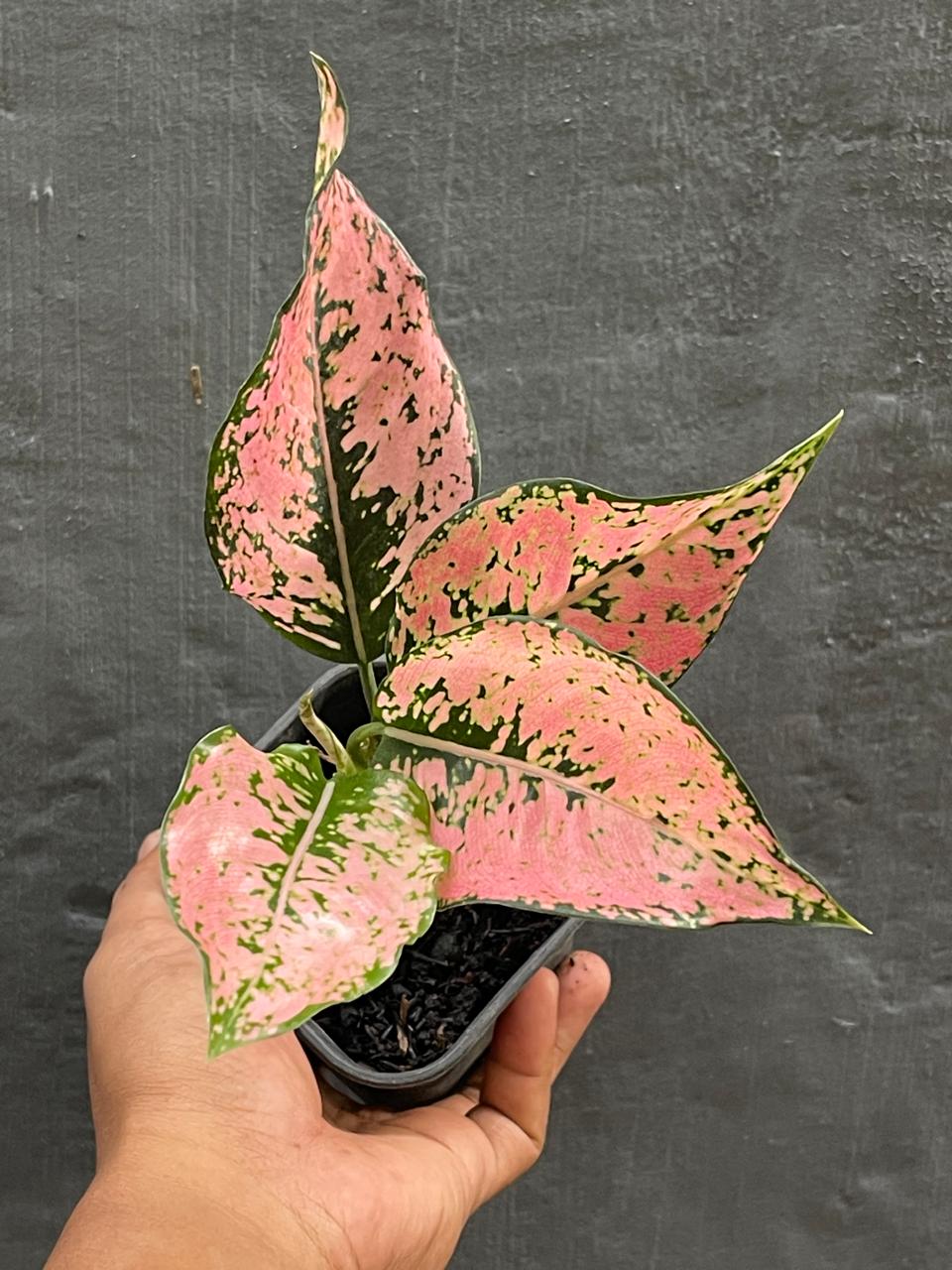 Aglaonema Konkom Pink