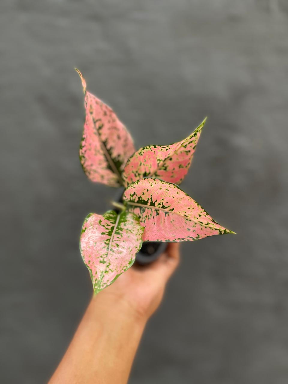 Aglaonema Konkom Pink