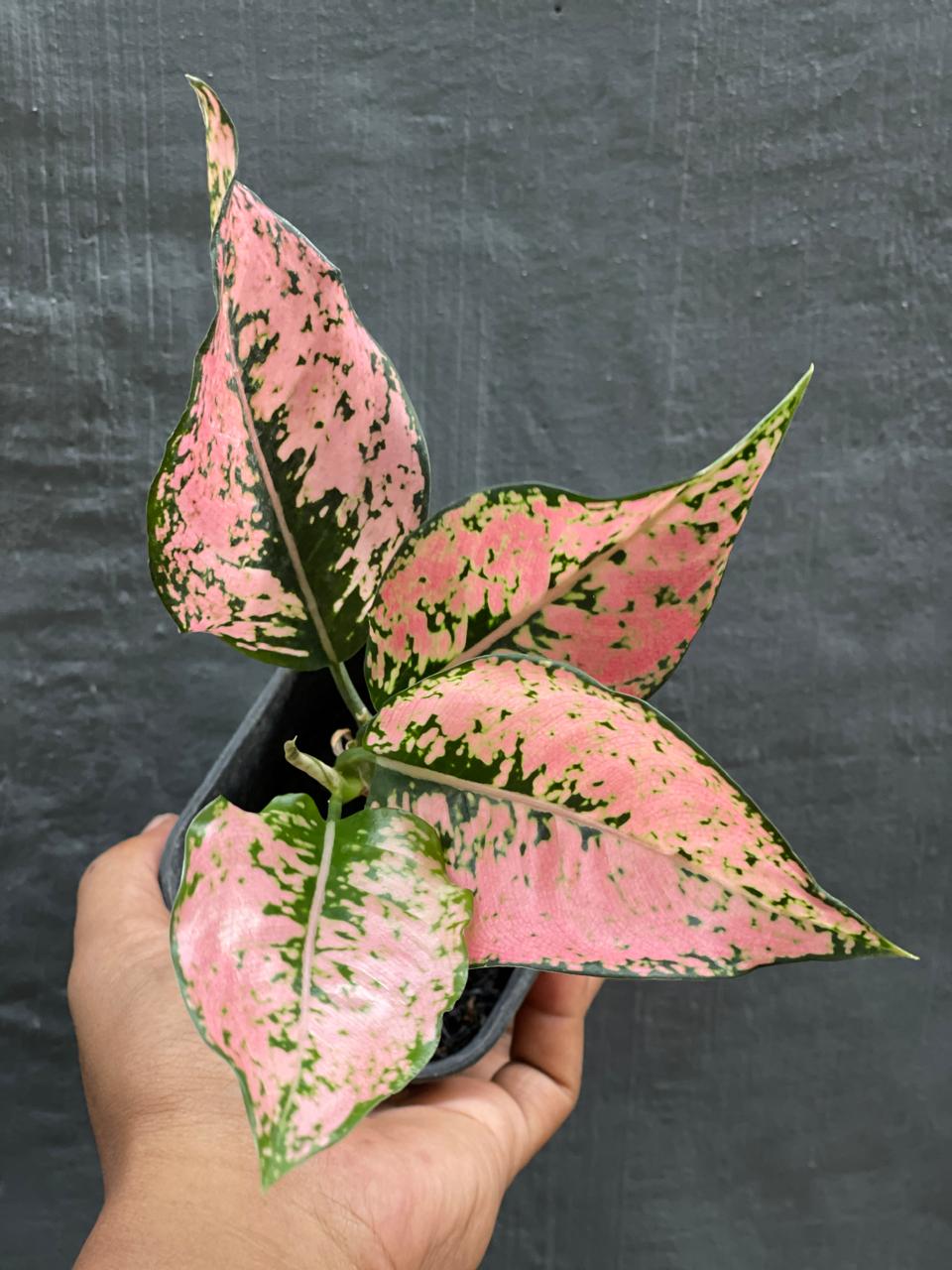 Aglaonema Konkom Pink