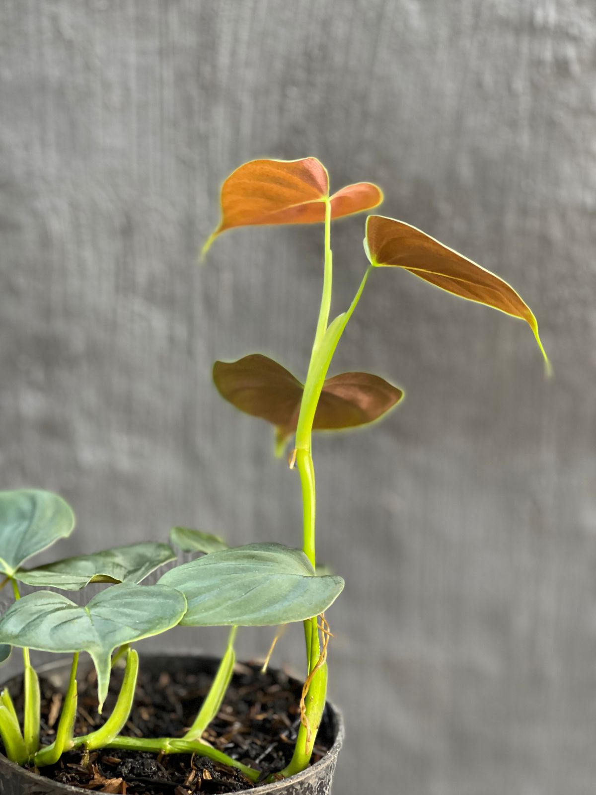 Philodendron Lupinum