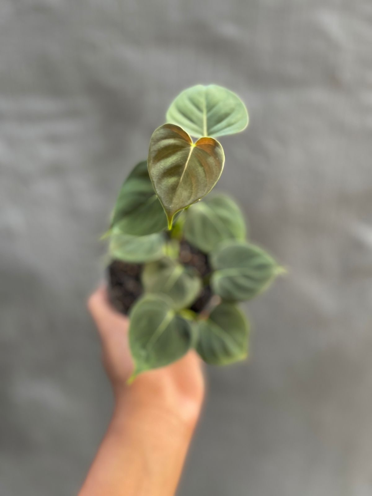 Philodendron Lupinum