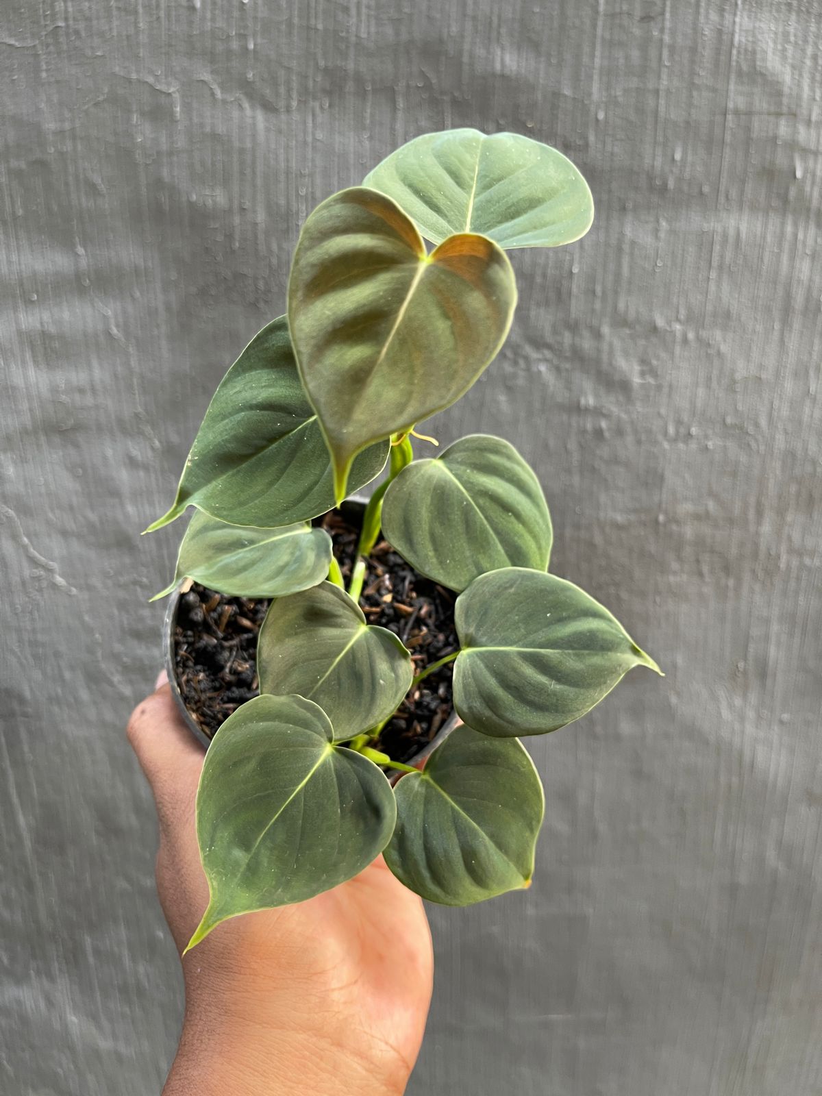 Philodendron Lupinum