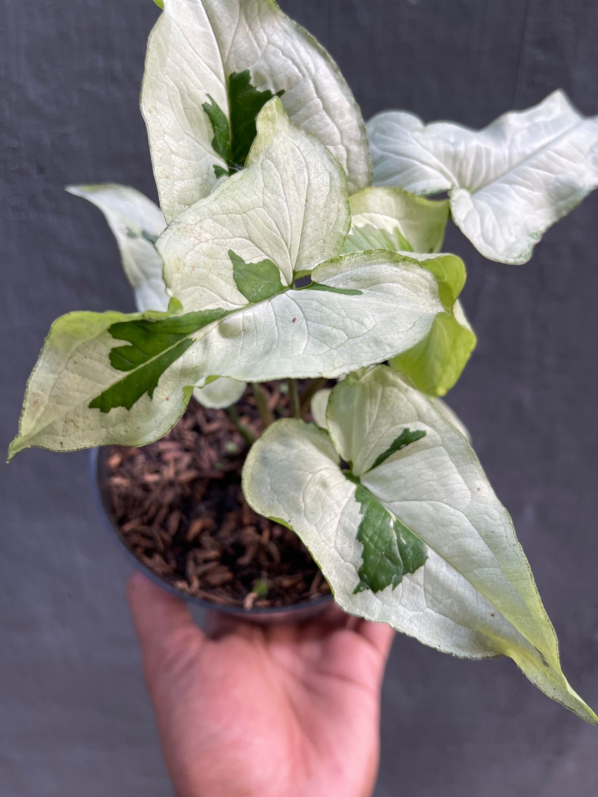 Syngonium Majesty