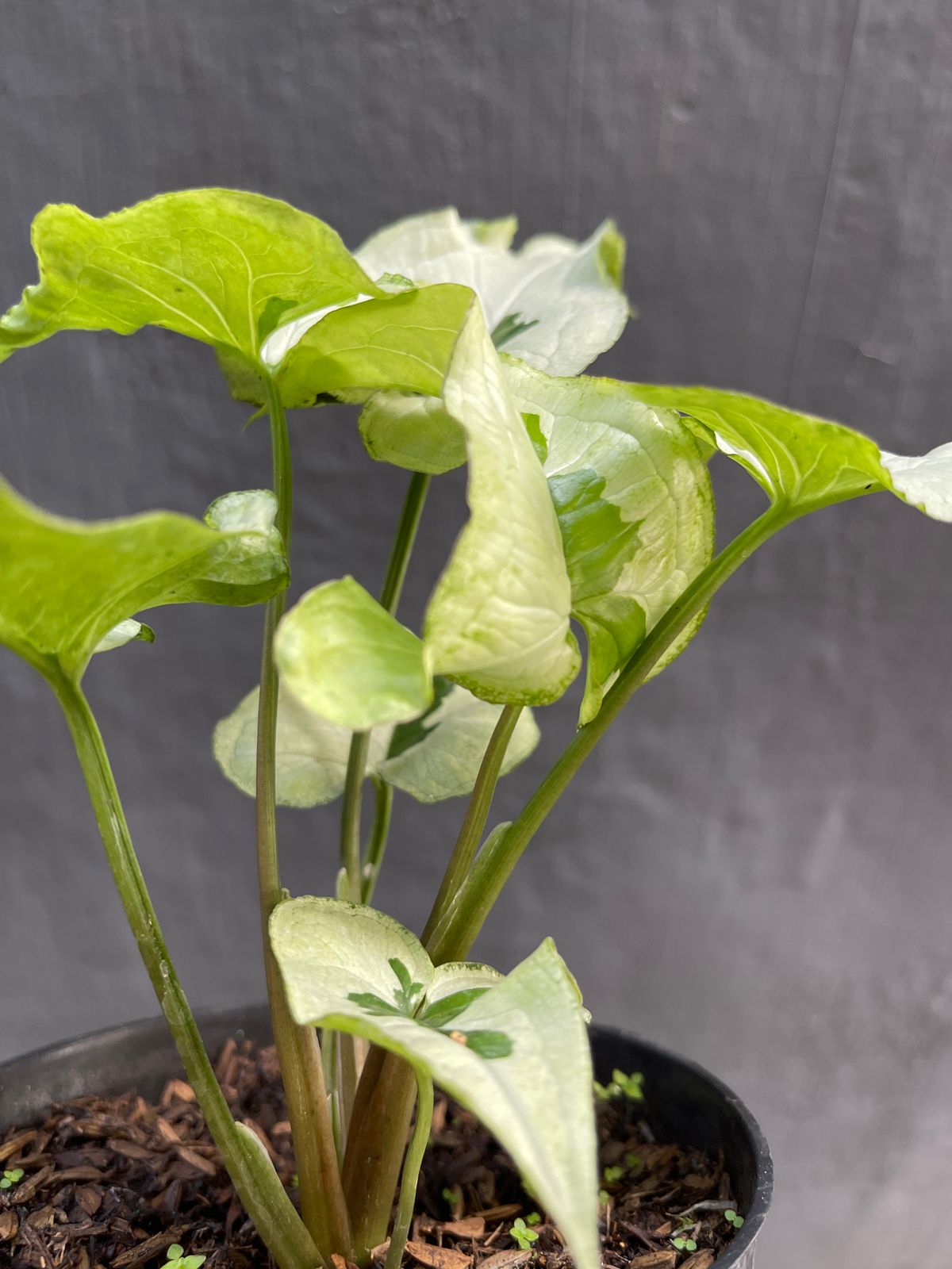 Syngonium Majesty