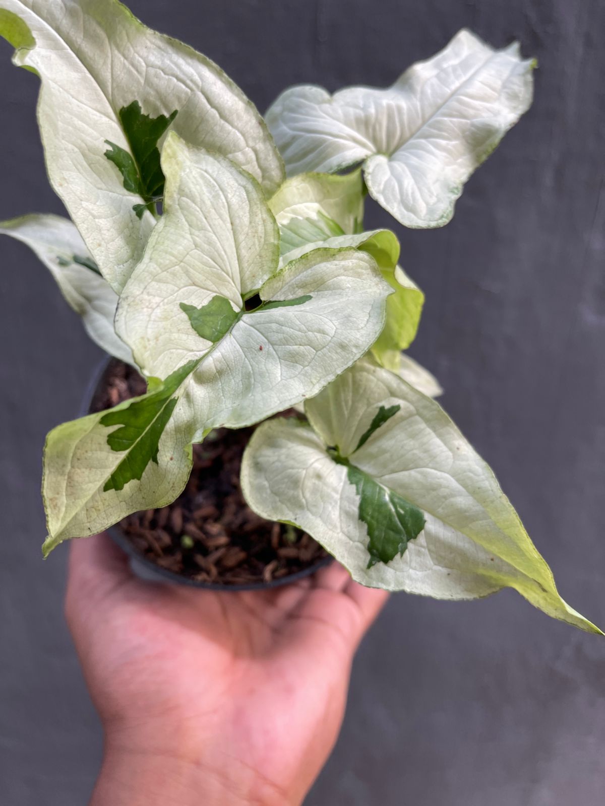 Syngonium Majesty