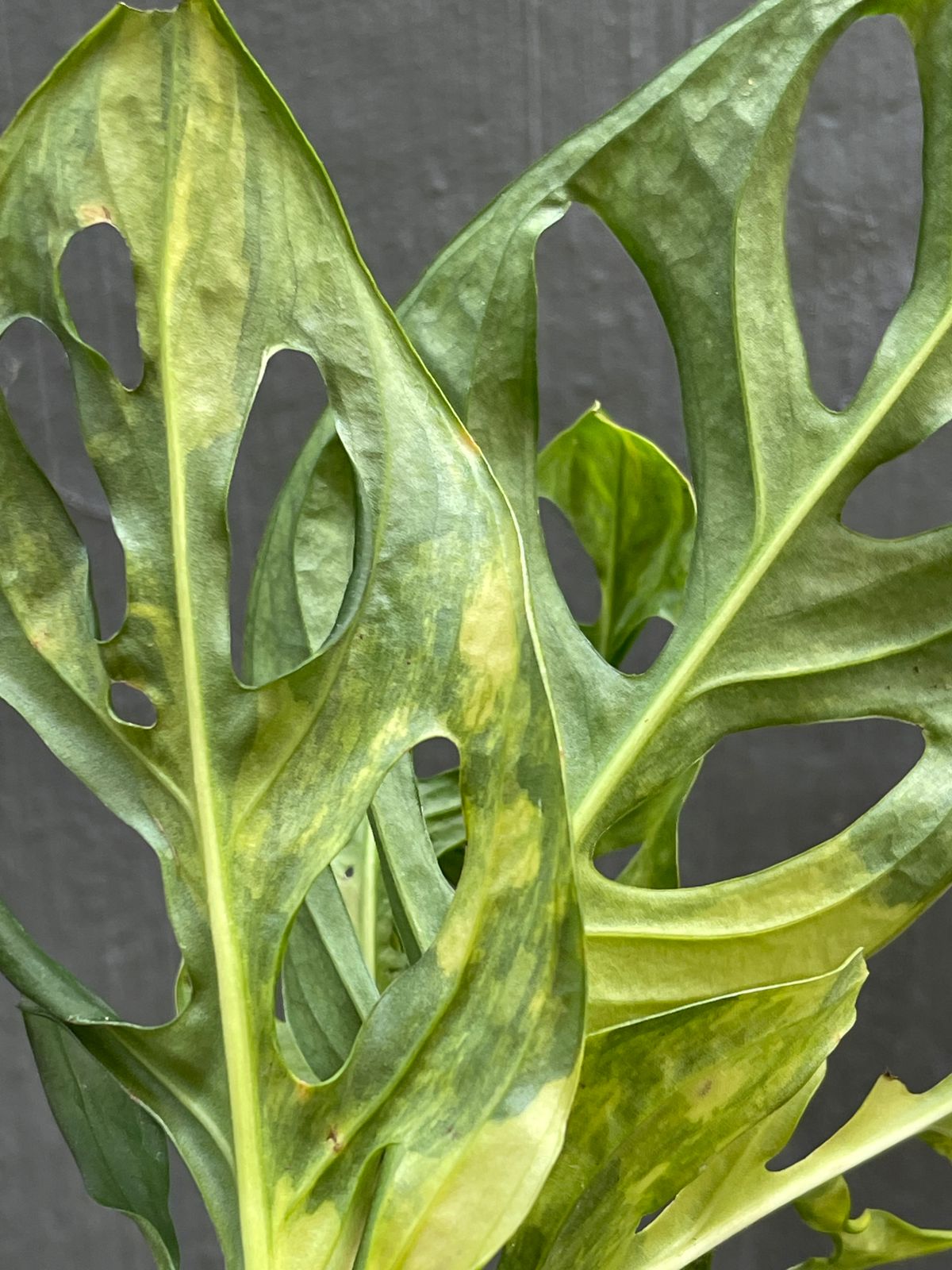 Monstera Adansonii Yellow Variegated