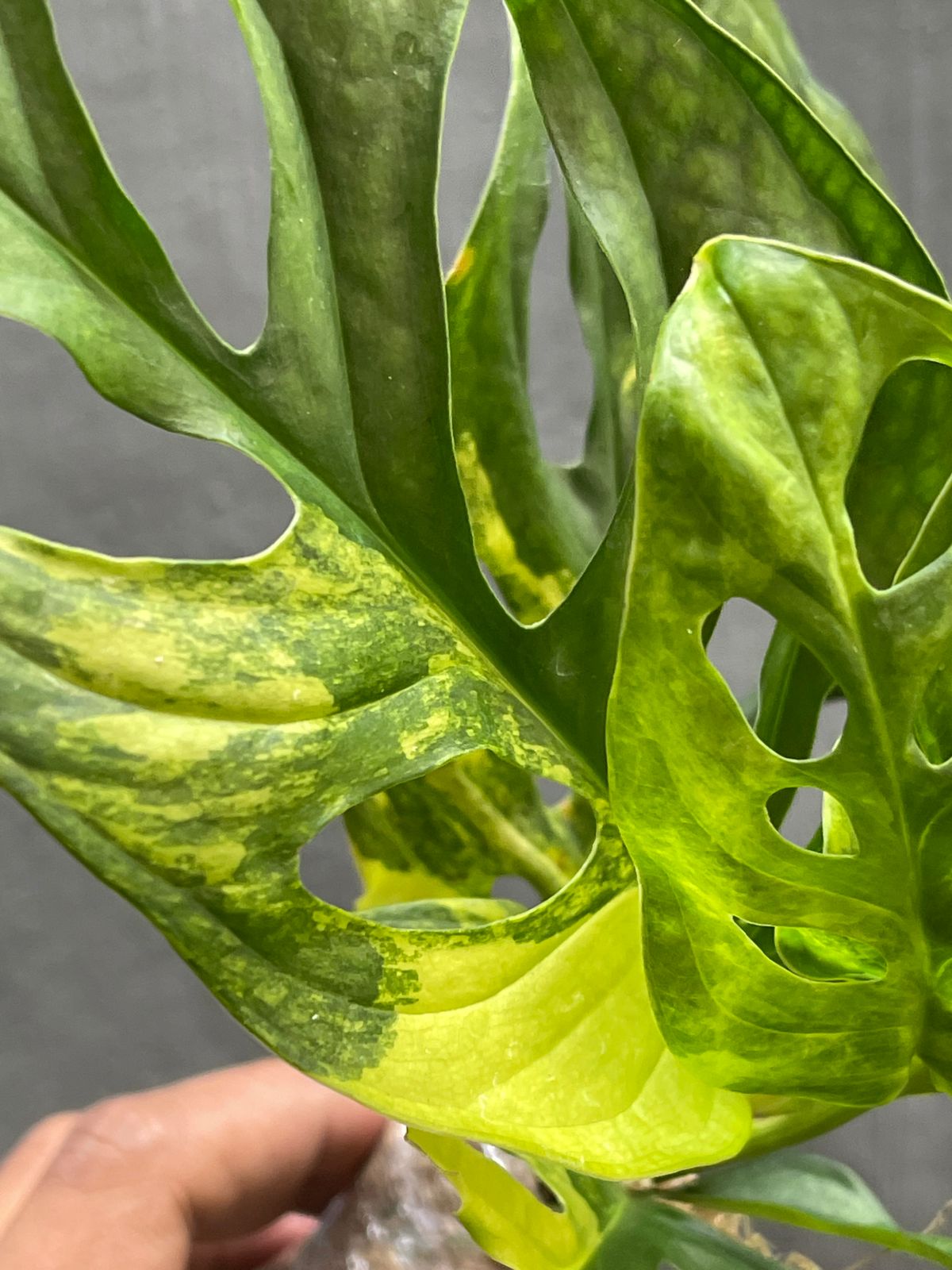 Monstera Adansonii Yellow Variegated