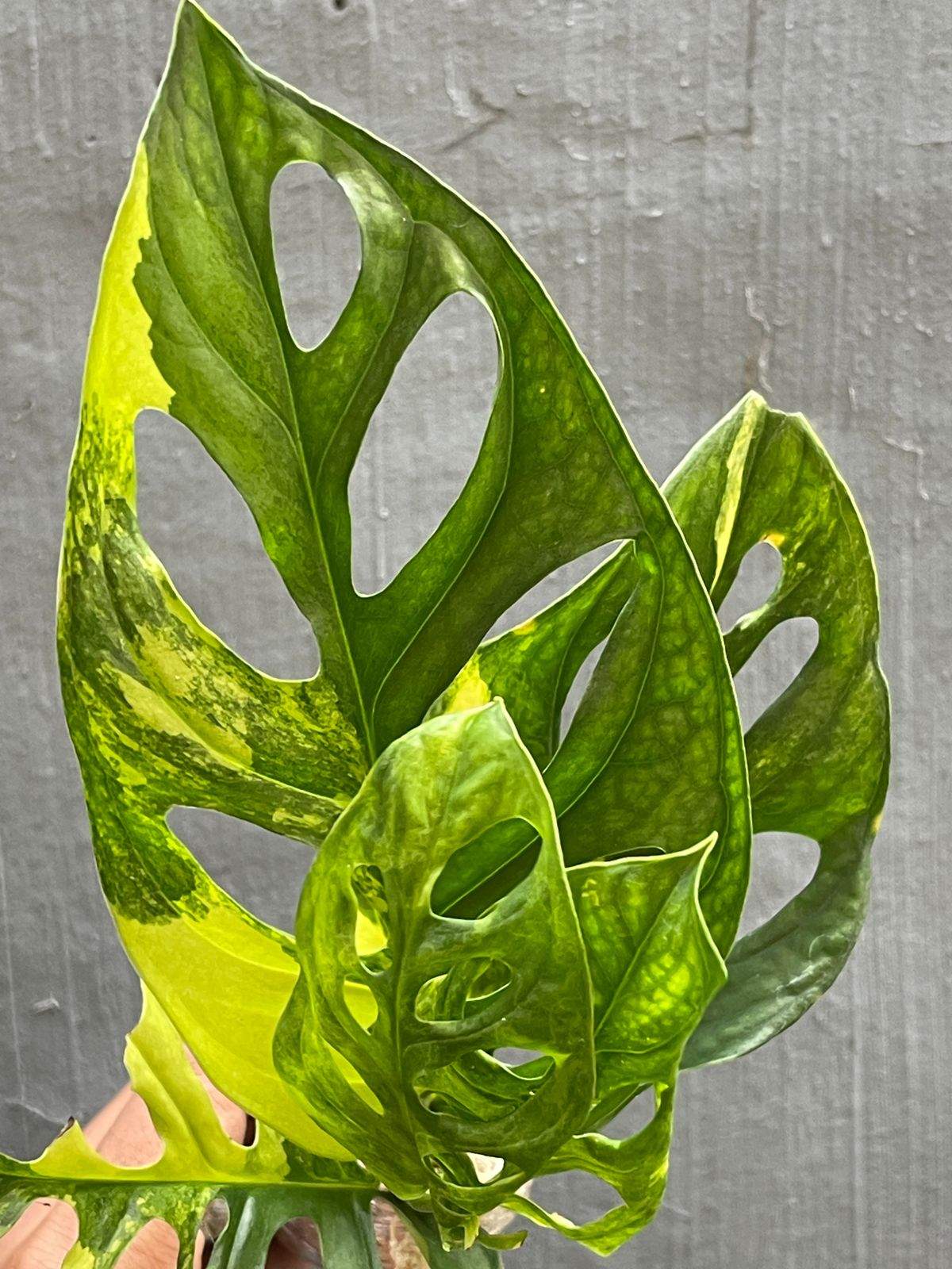 Monstera Adansonii Yellow Variegated
