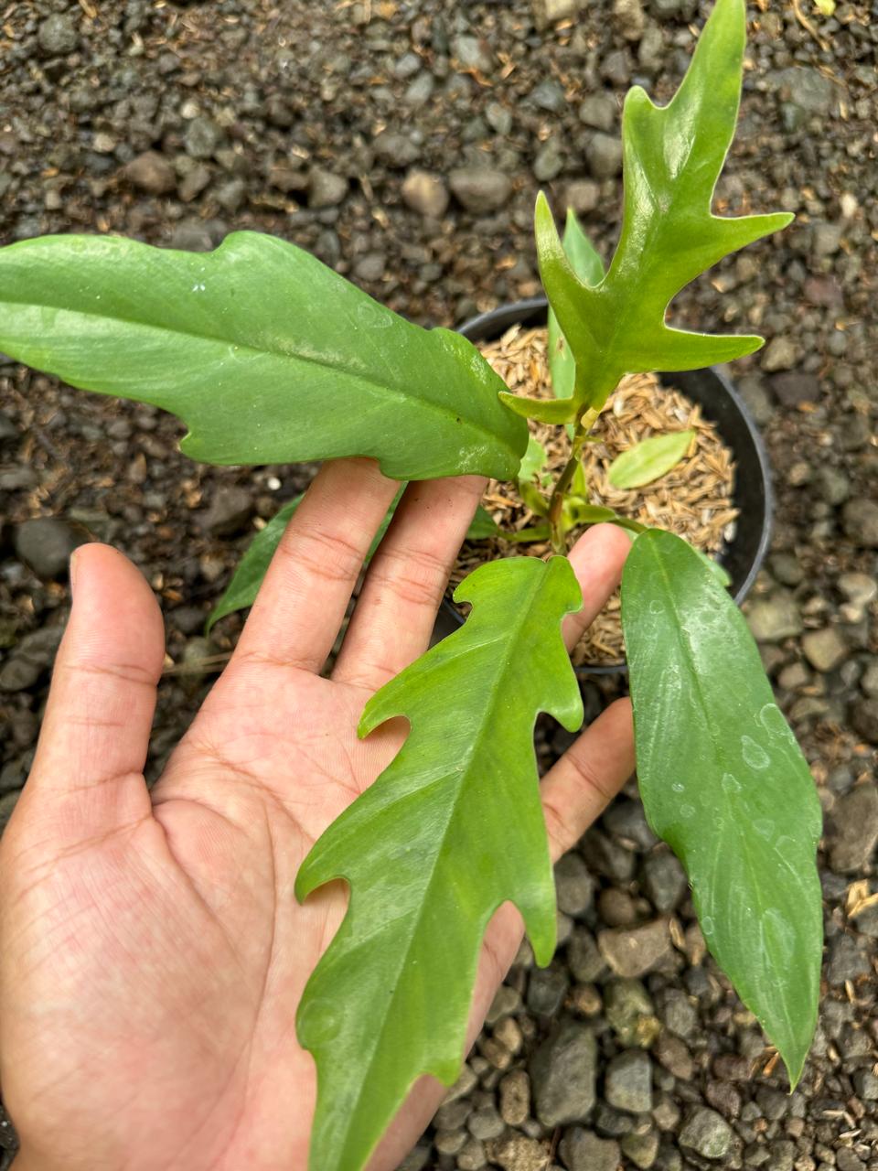 Philodendron Hybrid : Philodendron Florida Beauty X Philodendron Tortum