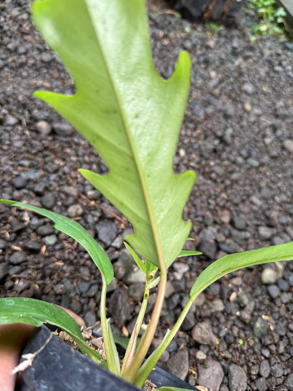 Philodendron Hybrid : Philodendron Florida Beauty X Philodendron Tortum