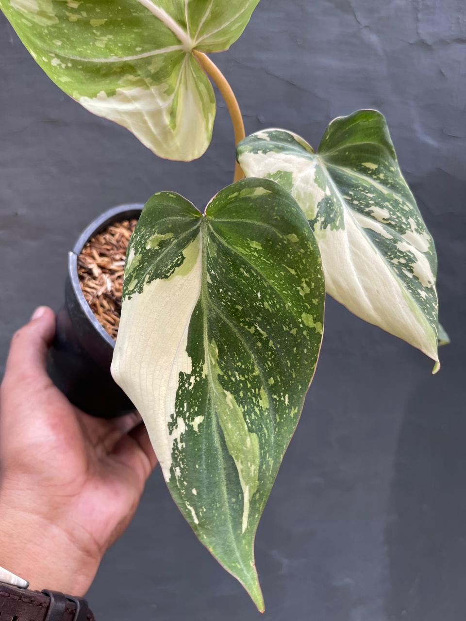 Philodendron Gloriosum Variegated