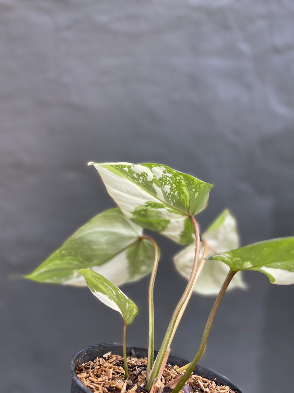Philodendron Gloriosum Variegated