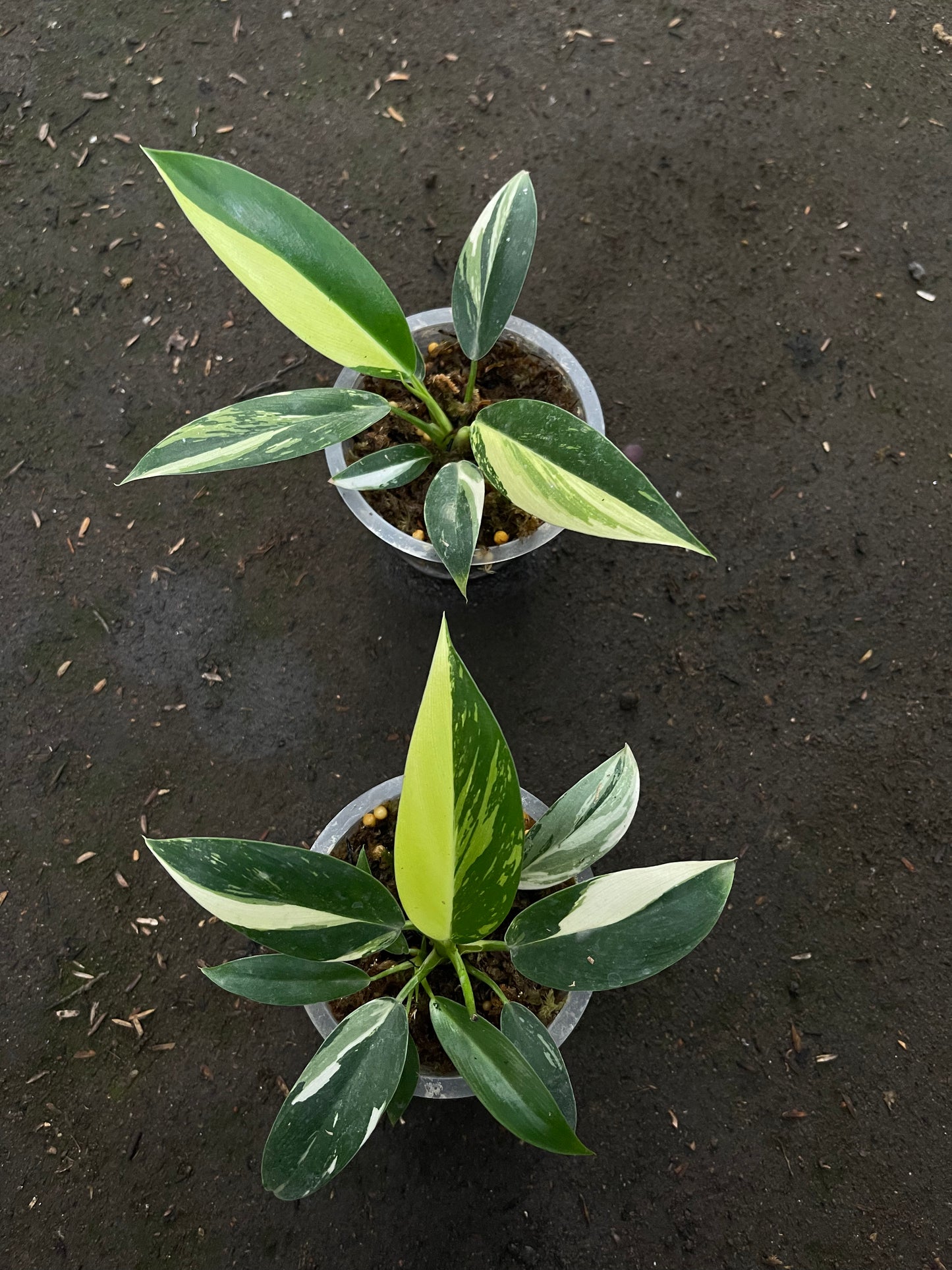 Philodendron Green Congo Local Variegated Small