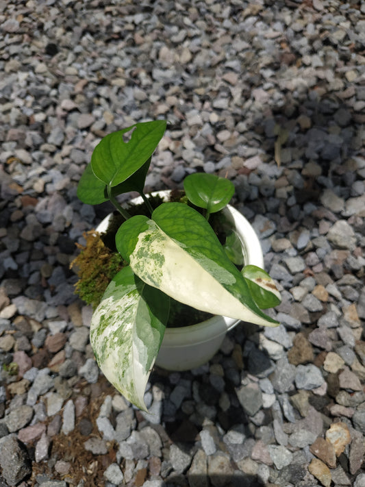 epipremnum sp. Sulawesi variegated, live epipremnum sp. Sulawesi variegated, live epipremnum sp. Sulawesi variegated plants, rare epipremnum sp. Sulawesi variegated, rare epipremnum sp. Sulawesi variegated live plants epipremnum sp. Sulawesi variegated, tropical epipremnum sp. Sulawesi variegated live plants, wholesale epipremnum sp. Sulawesi variegated, outdoor plant, indoor plants, winter plants, summer plants, spring plants, houseplants, rare epipremnum sp. Sulawesi variegated live plants