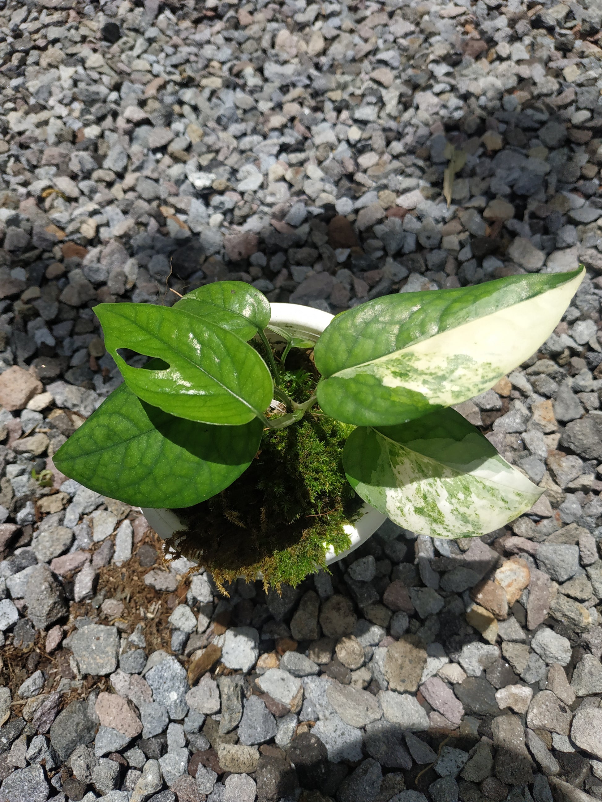 epipremnum sp. Sulawesi variegated, live epipremnum sp. Sulawesi variegated, live epipremnum sp. Sulawesi variegated plants, rare epipremnum sp. Sulawesi variegated, rare epipremnum sp. Sulawesi variegated live plants epipremnum sp. Sulawesi variegated, tropical epipremnum sp. Sulawesi variegated live plants, wholesale epipremnum sp. Sulawesi variegated, outdoor plant, indoor plants, winter plants, summer plants, spring plants, houseplants, rare epipremnum sp. Sulawesi variegated live plants