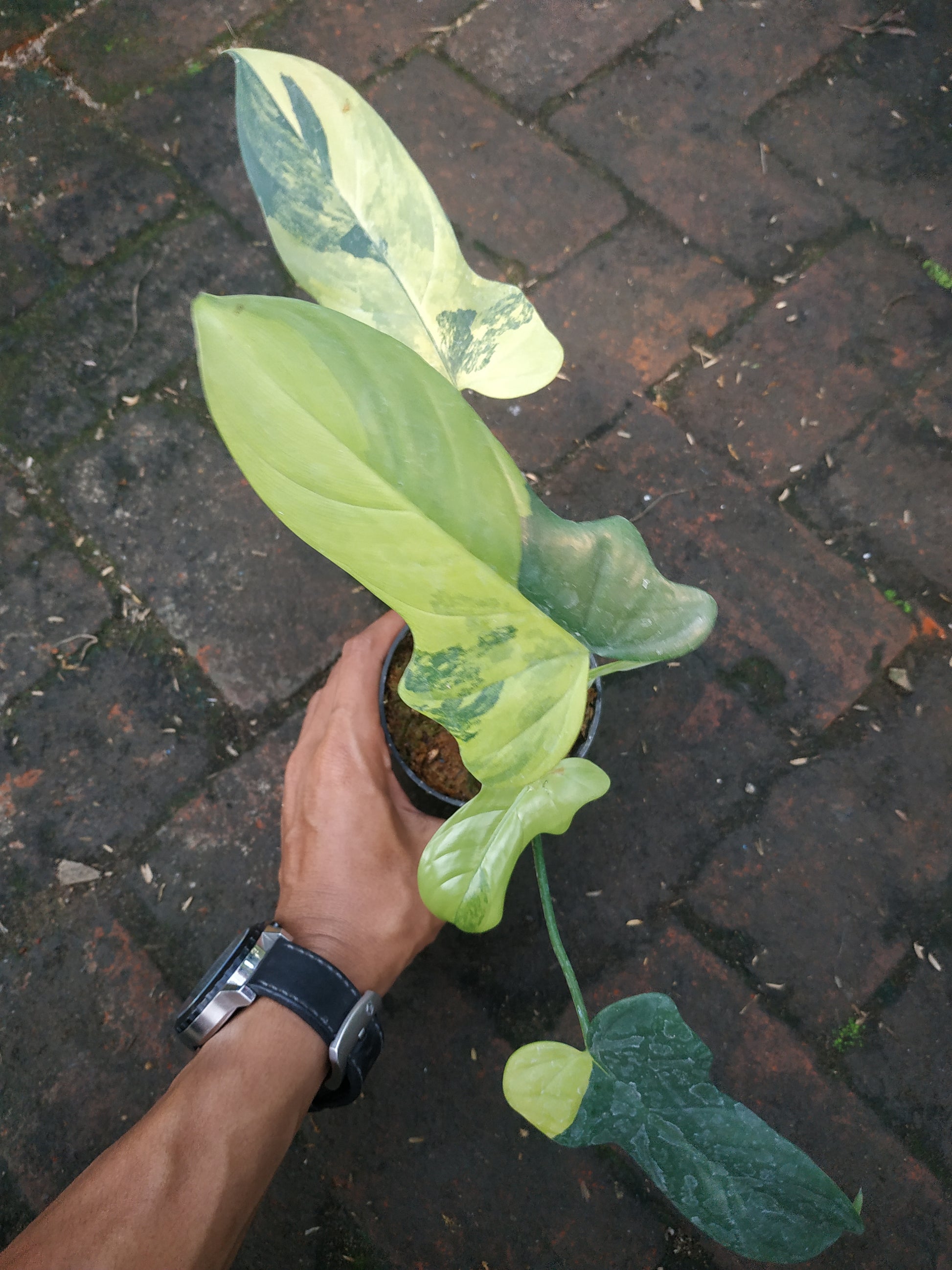 Philodendron bipennifolium variegated,violin variegated,variegated,philodendron violin variegated