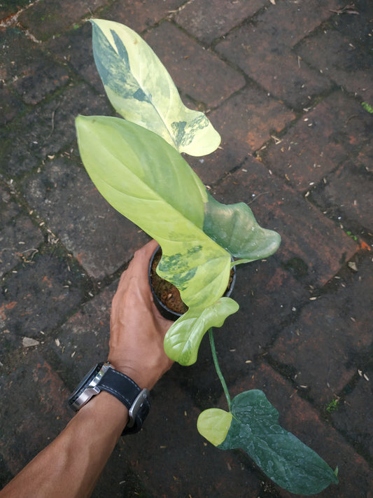 Philodendron bipennifolium variegated,violin variegated,variegated,philodendron violin variegated