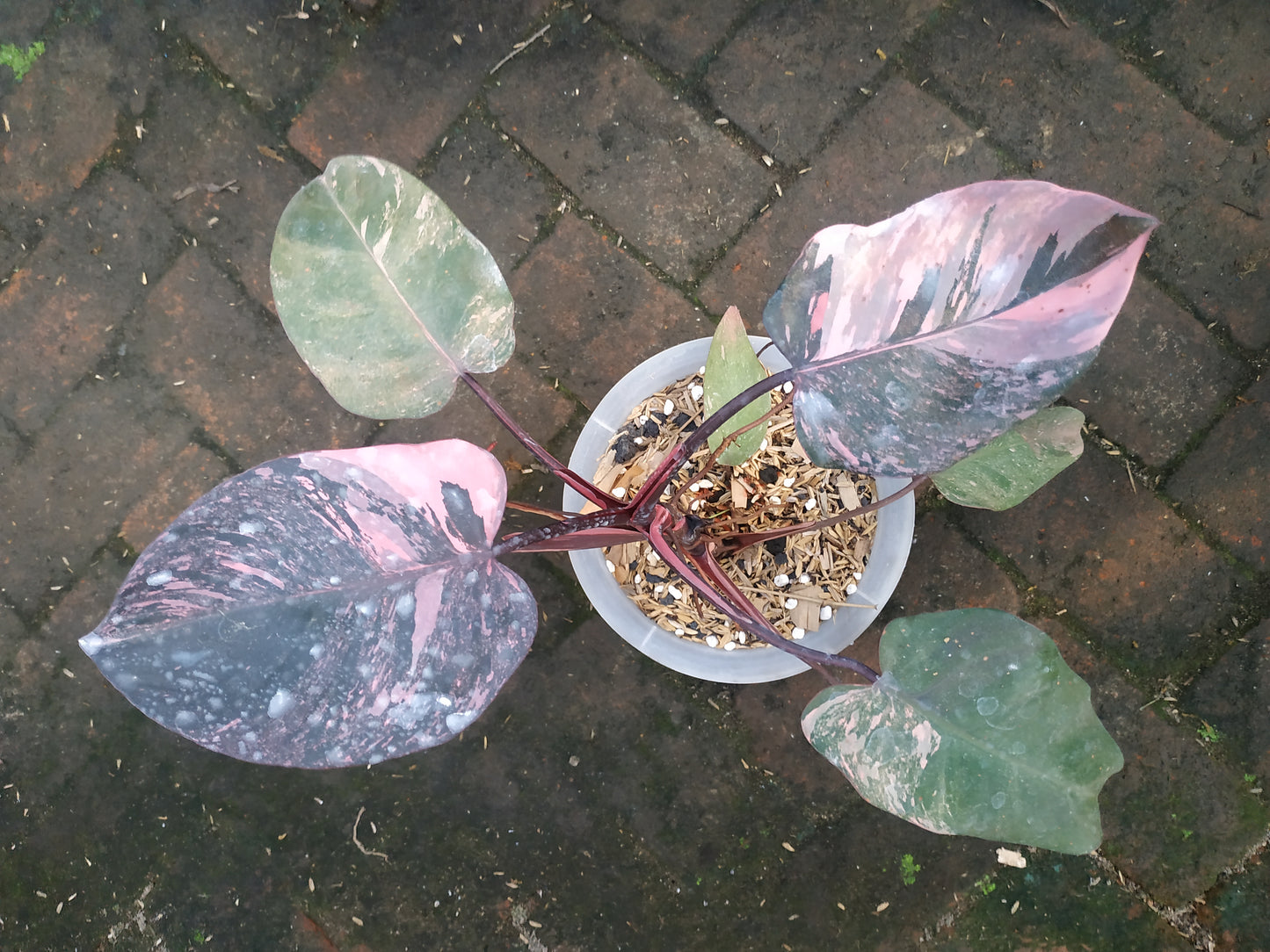 Philodendron Pink Princess Galaxy Variegated Big Leaves