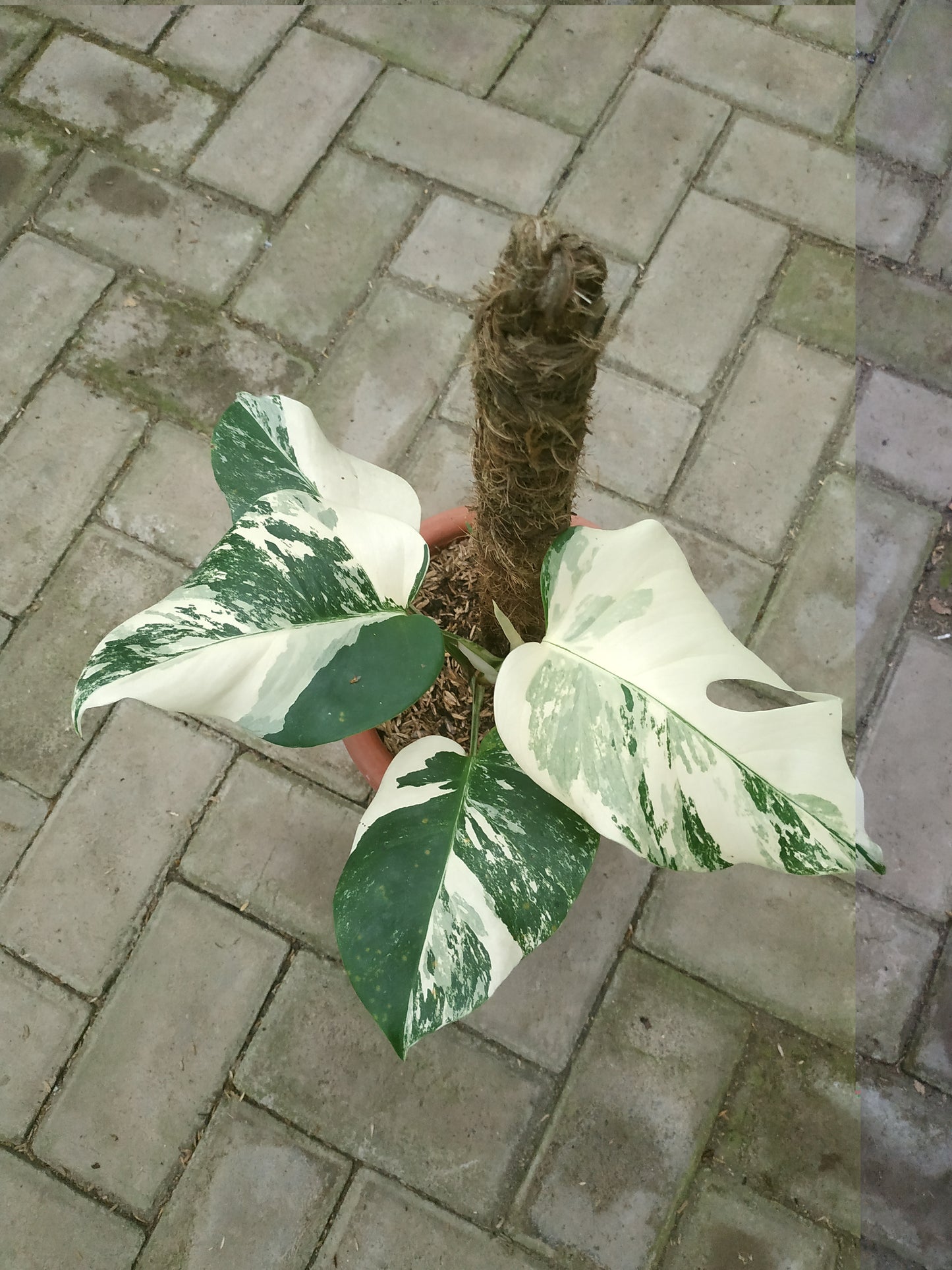 monstera variegated, monstera deliciosa variegated, monstera