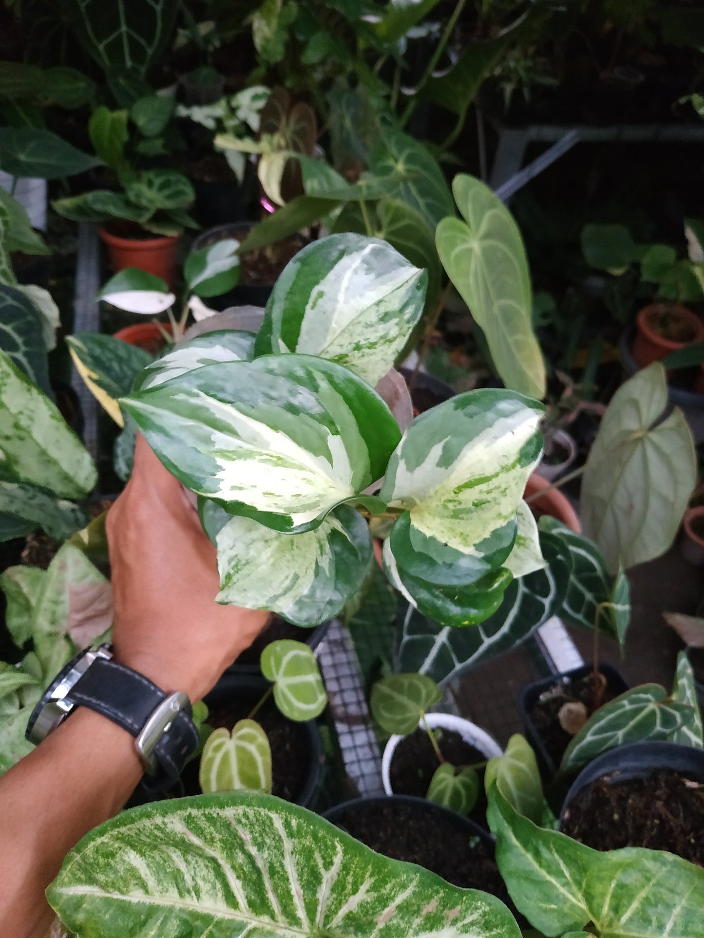 Wholesale 6x Manjula Pothos Small