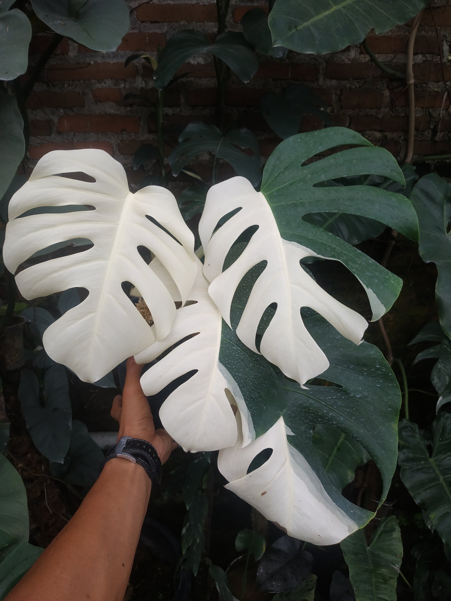 Monstera,monstera deliciosa,monstera deliciosa variegated,rare plant,variegated plant,indoor garden,variegated,foiiage,monstera adansonii variegated,monstera albo variegated