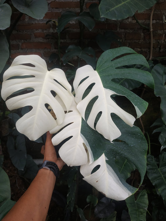 Monstera,monstera deliciosa,monstera deliciosa variegated,rare plant,variegated plant,indoor garden,variegated,foiiage,monstera adansonii variegated,monstera albo variegated