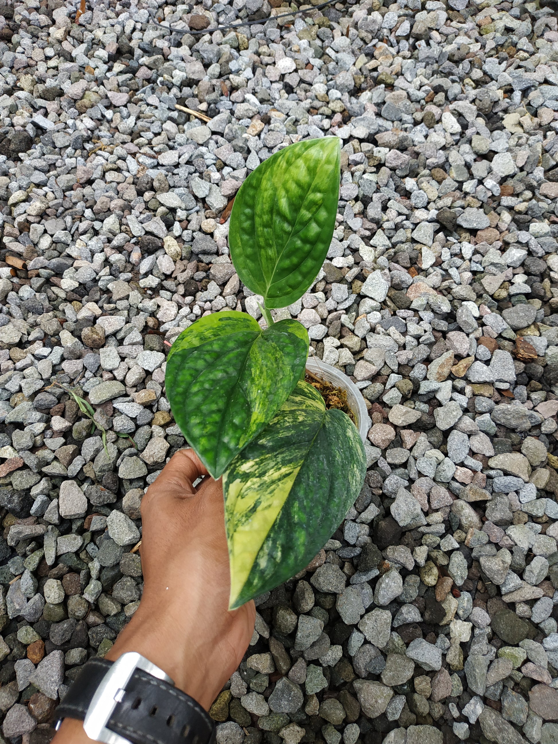 monstera peru, monstera peru karstenianum variegated, variegated