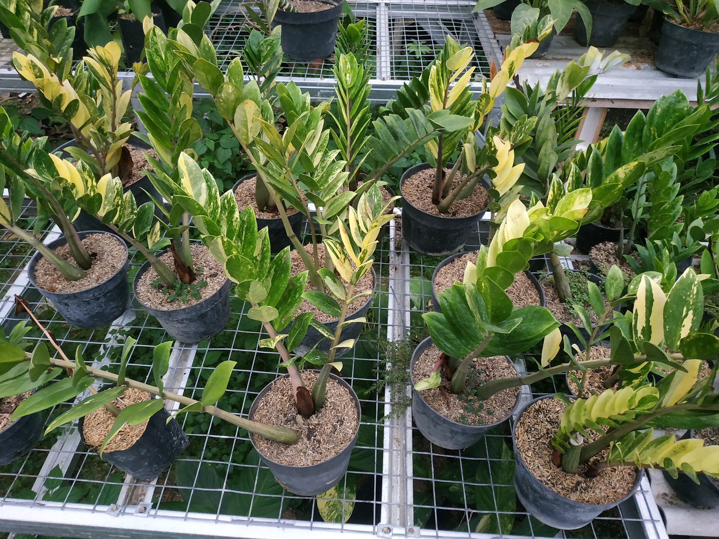 Wholesale 6x Zamioculcas Zamiifolia Variegated