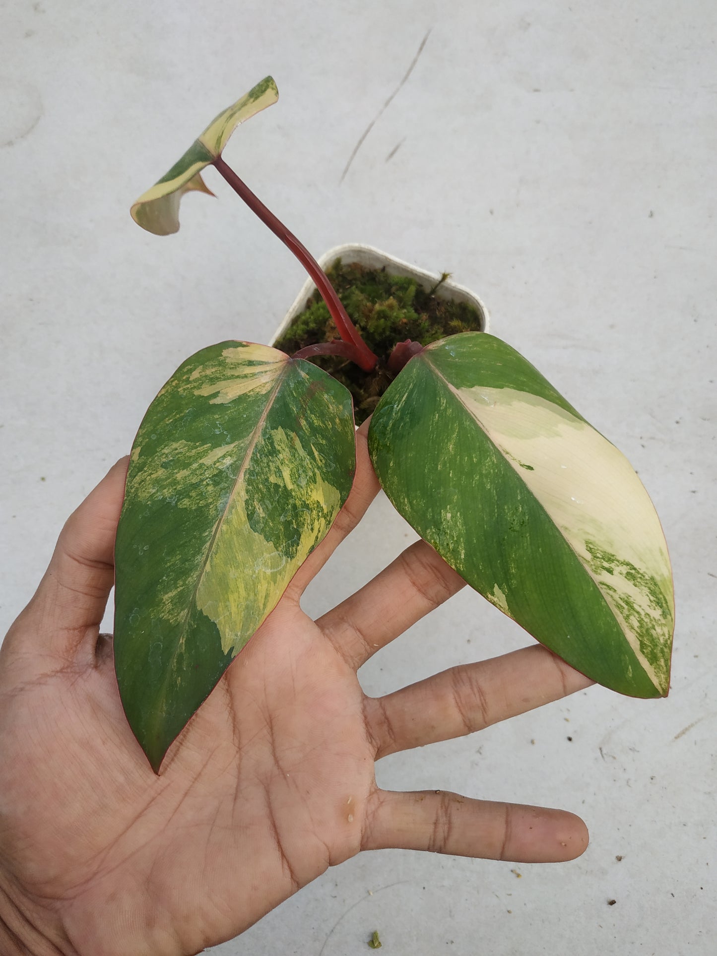 Philodendron Strawberry Shake Variegated