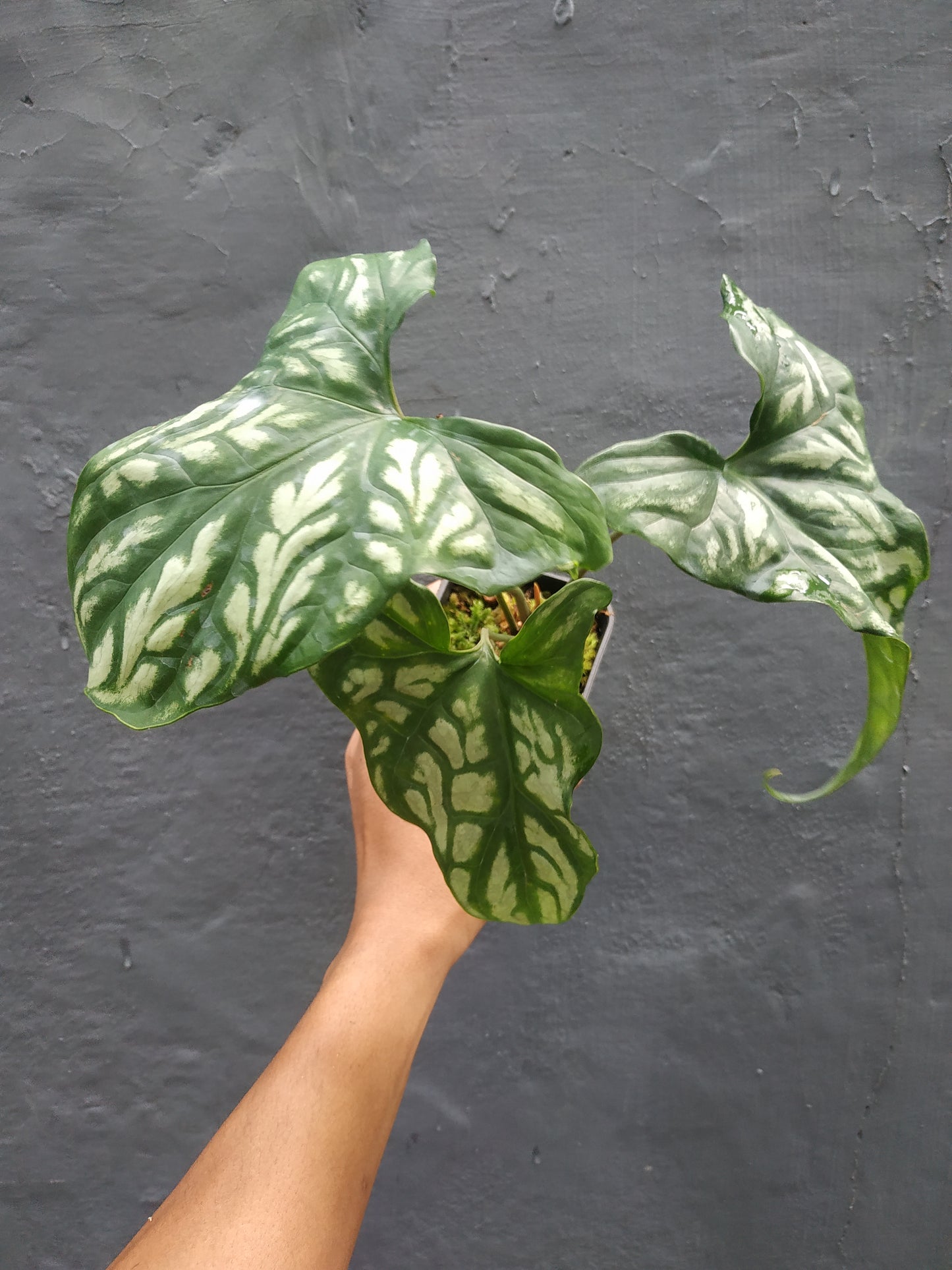 cercestis, cercestis mirabilis, live cercestis mirabilis, rare cercestis mirabilis, rare cercestis mirabilis, tropical cercestis mirabilis live plants, wholesale cercestis mirabilis, outdoor plant, indoor plants, winter plants, summer plants, spring plants, houseplants, rare cercestis mirabilis plants, live cercestis mirabilis rare plants