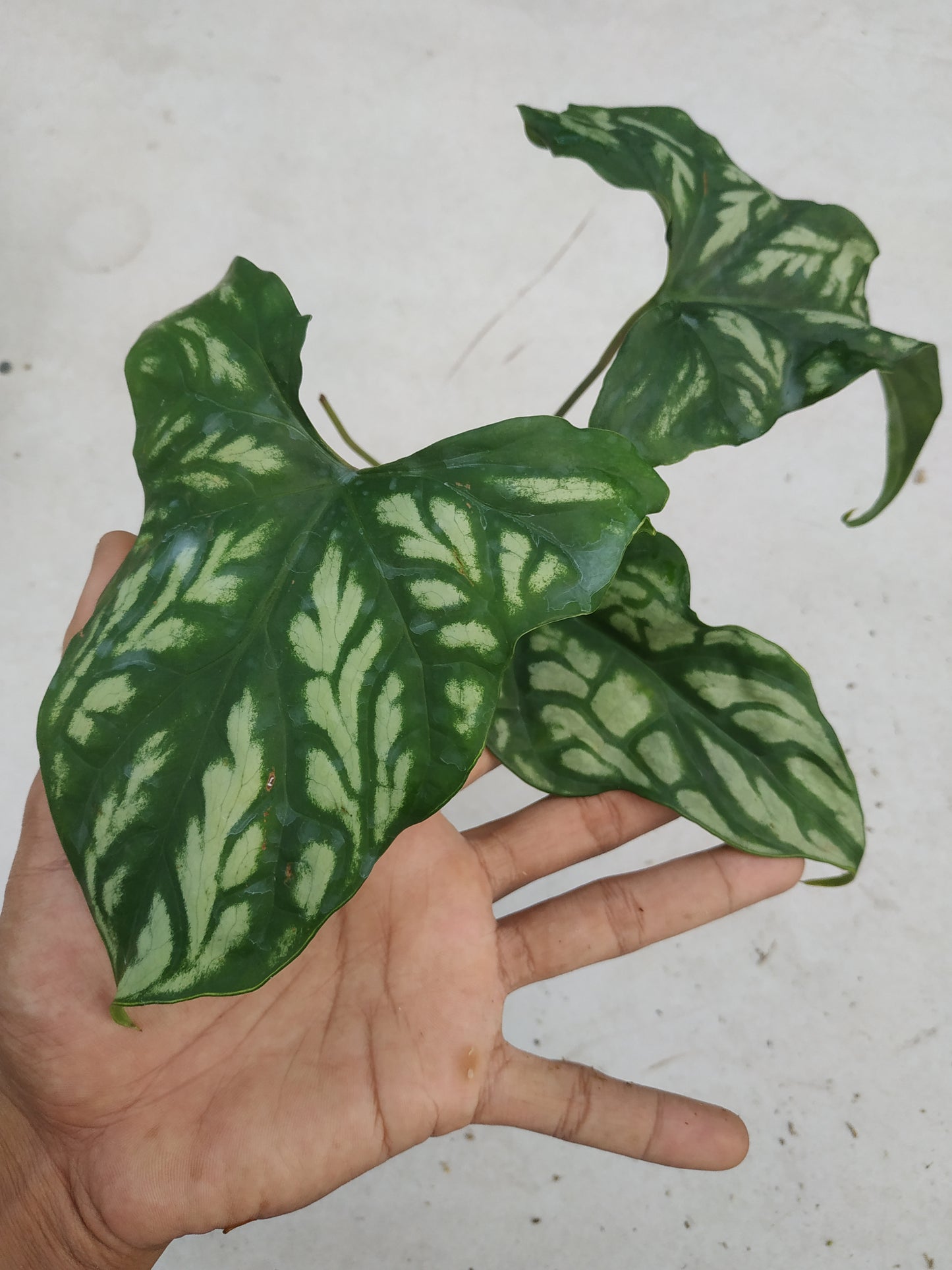 cercestis, cercestis mirabilis, live cercestis mirabilis, rare cercestis mirabilis, rare cercestis mirabilis, tropical cercestis mirabilis live plants, wholesale cercestis mirabilis, outdoor plant, indoor plants, winter plants, summer plants, spring plants, houseplants, rare cercestis mirabilis plants, live cercestis mirabilis rare plants