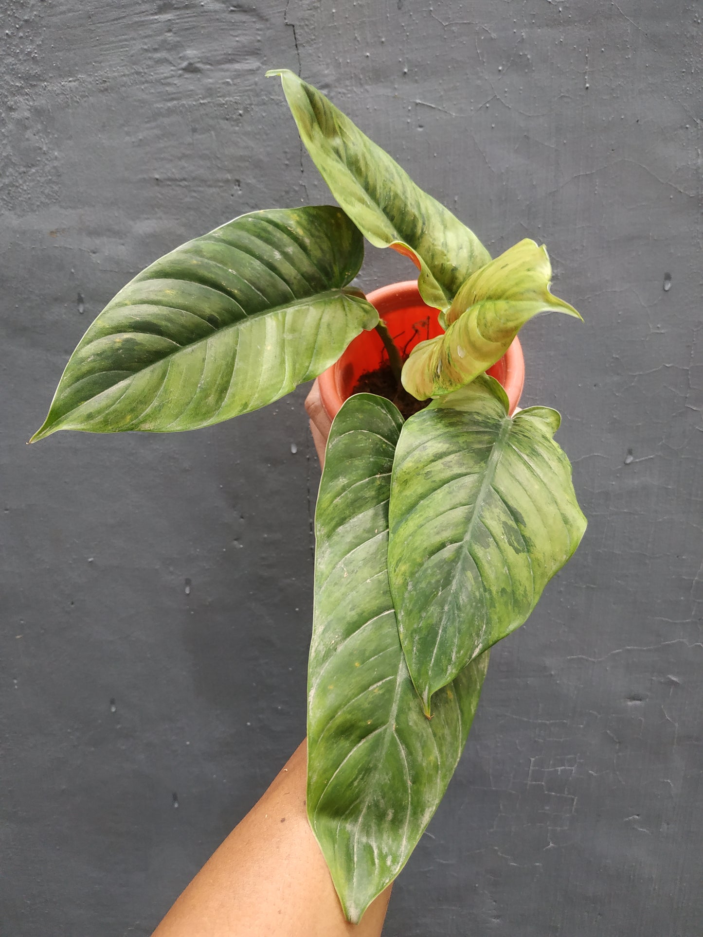 Philodendron shubastatum variegated,philodendron,variegated plants,philodendron shubastatum