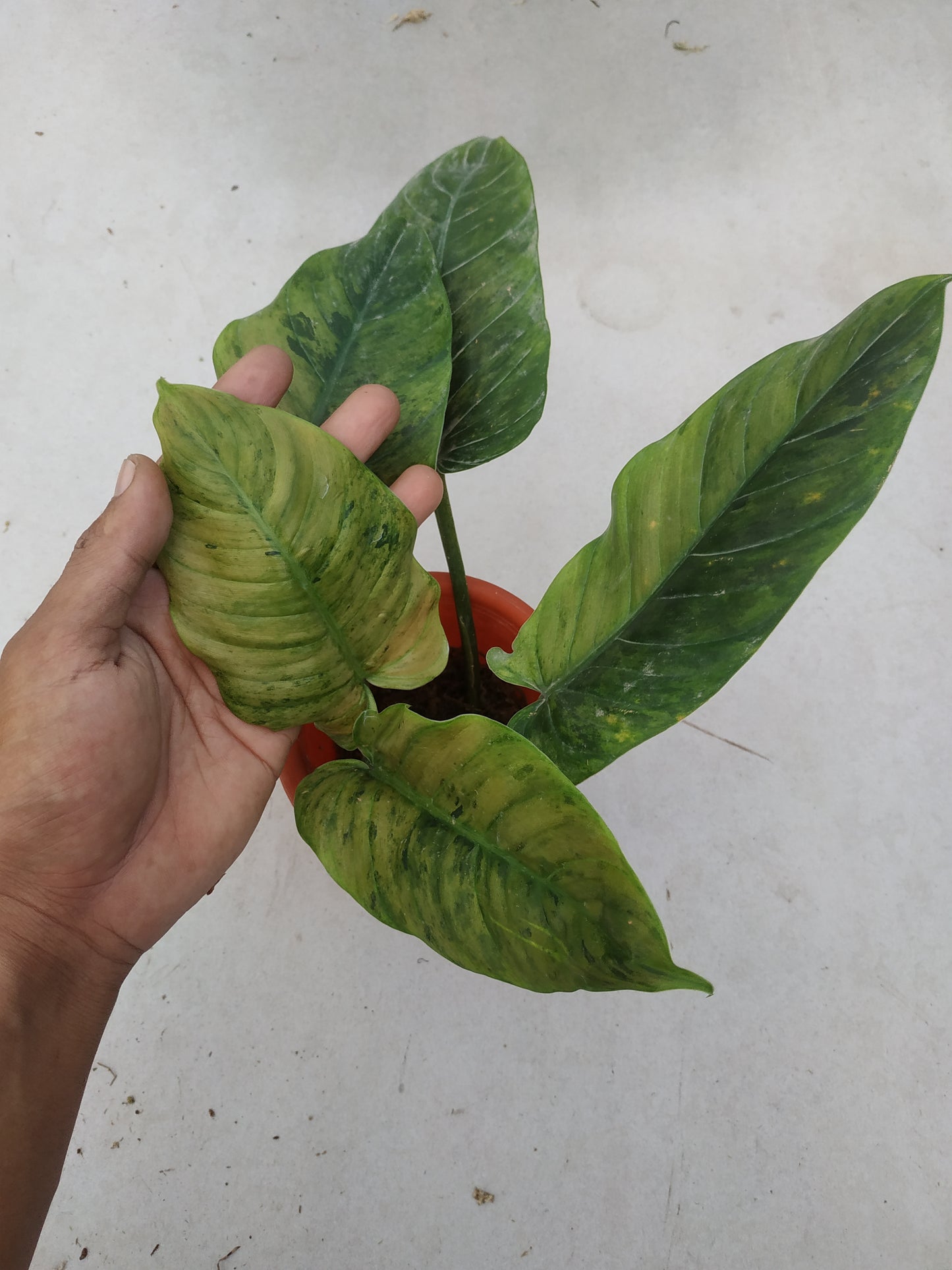 Philodendron Subhastatum Variegated