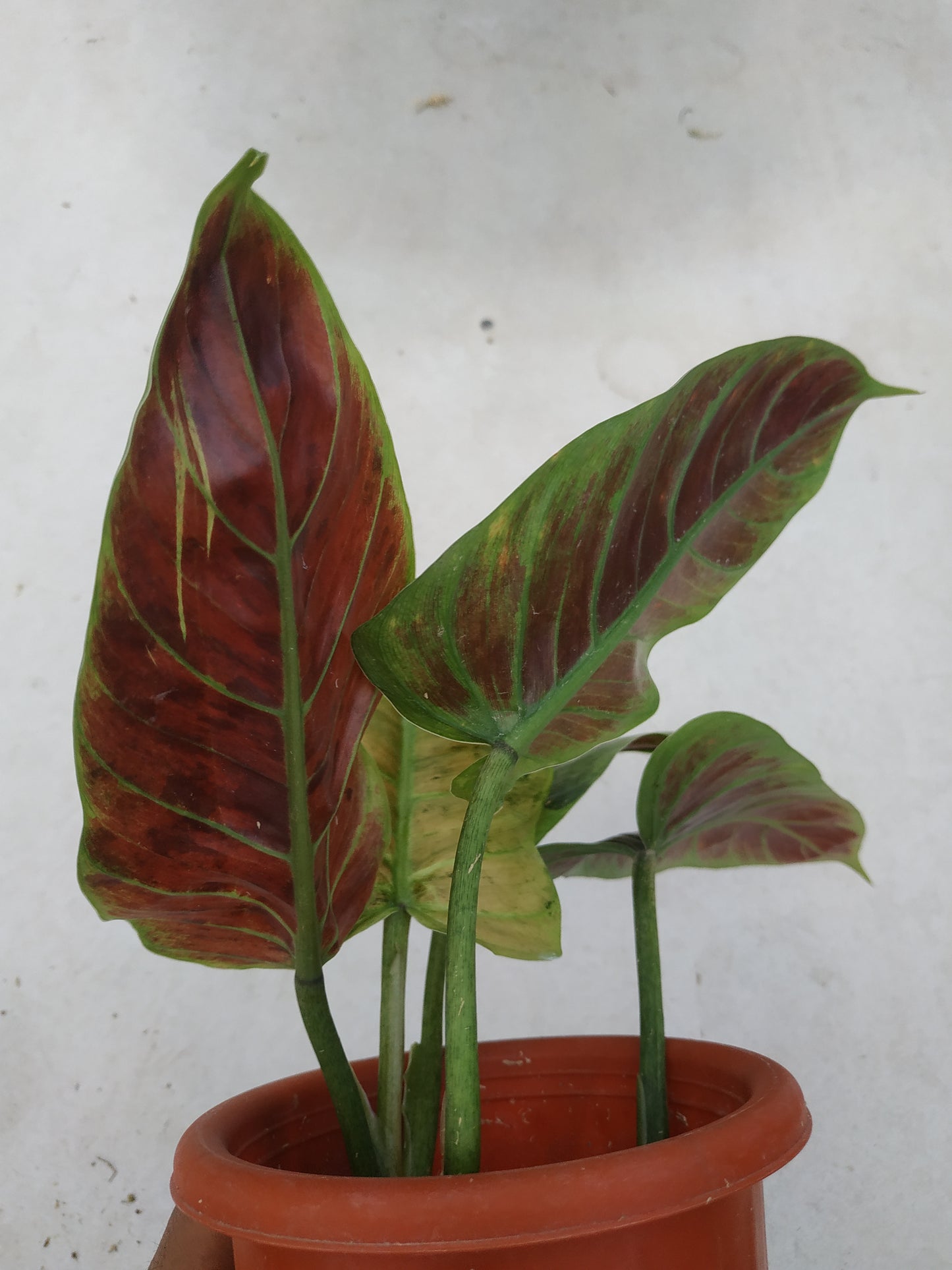Philodendron Subhastatum Variegated