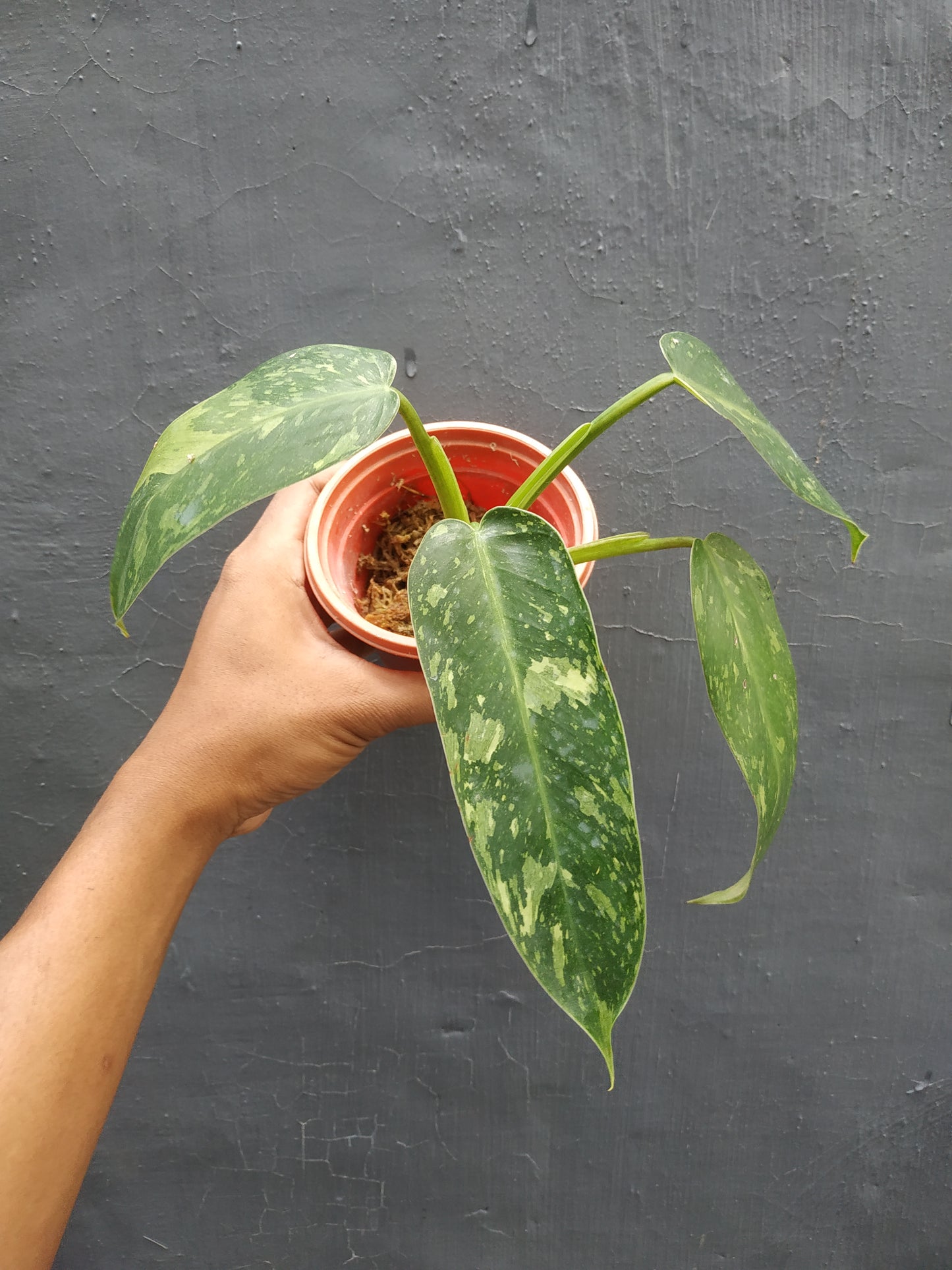 Philodendron White Princess, Philodendron Anderson, Philodendron Jose Buono