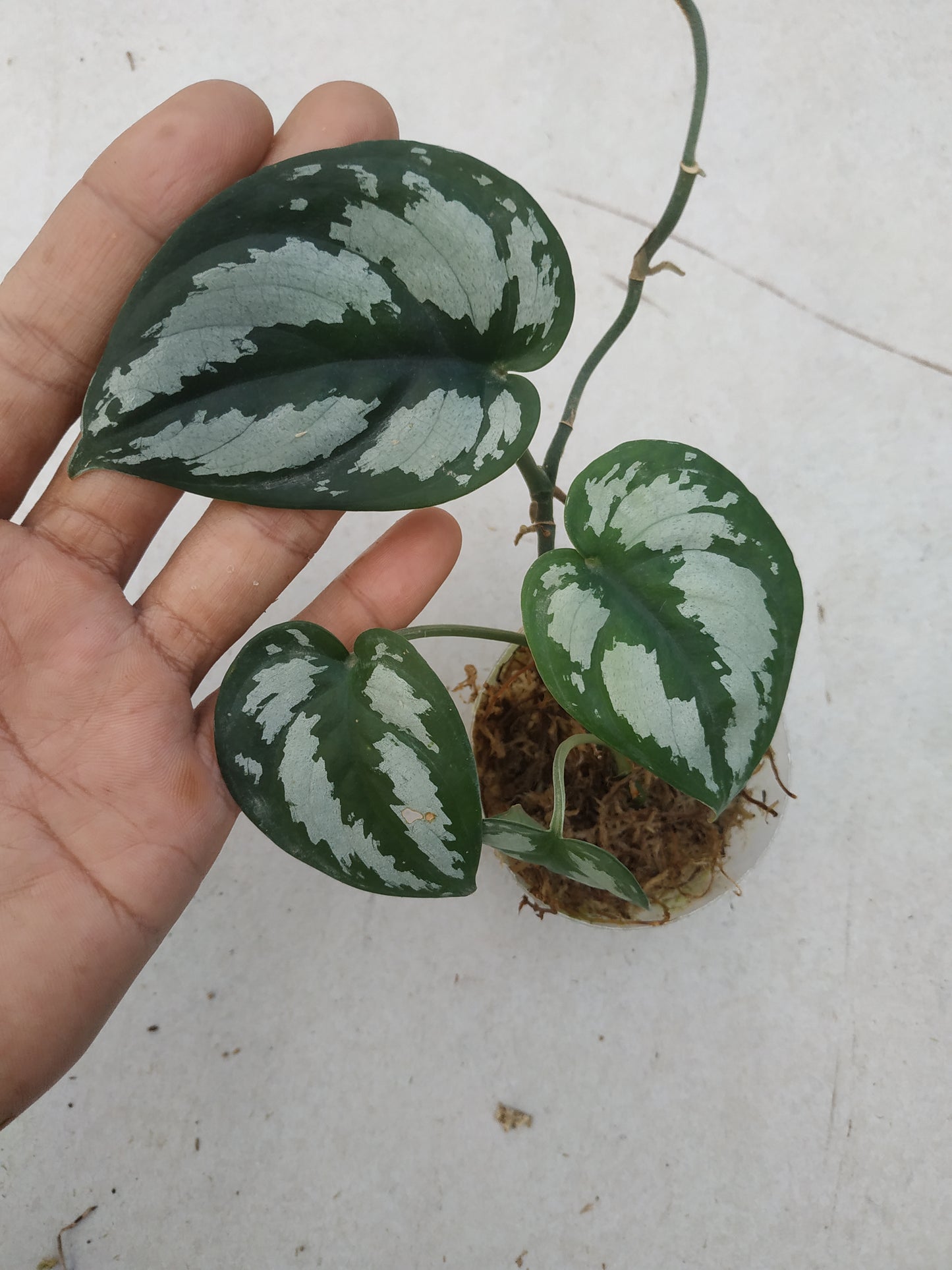 Scindapsus Silver Black