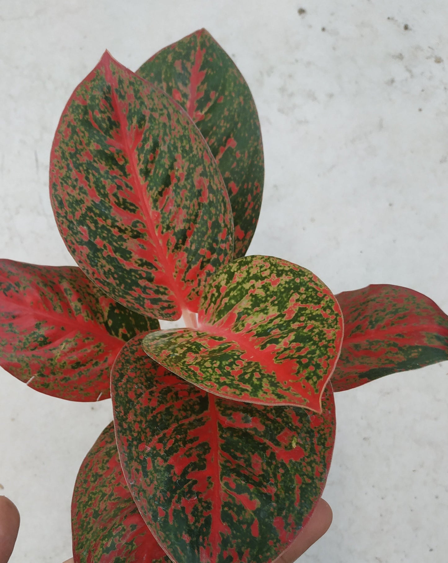 Aglaonema red stardust, live aglaonema red stardust, live aglaonema red stardust plants, rare aglaonema red stardust, rare aglaonema red stardust live plants, tropical aglaonema red stardust live plants, wholesale aglaonema red stardust, outdoor plant, indoor plants, winter plants, summer plants, spring plants, houseplants, rare aglaonema red stardust live plants, live aglaonema red stardust rare plants