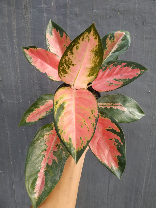 Aglaonema Kochin Pink, Aglaonema,Aglaonema Kochin, AglaonemaAglaonema khocin pink, live aglaonema khocin pink, live aglaonema khocin pink plants, rare aglaonema khocin pink, rare aglaonema khocin pink live plants, tropical aglaonema khocin pink live plants, wholesale aglaonema khocin pink, outdoor plant, indoor plants, winter plants, summer plants, spring plants, houseplants, rare aglaonem khocin pink live plants, live aglaonema khocin pink rare plants