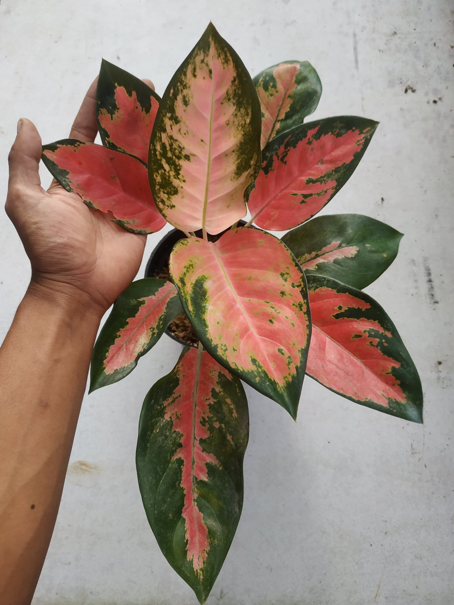 Aglaonema khocin pink, live aglaonema khocin pink, live aglaonema khocin pink plants, rare aglaonema khocin pink, rare aglaonema khocin pink live plants, tropical aglaonema khocin pink live plants, wholesale aglaonema khocin pink, outdoor plant, indoor plants, winter plants, summer plants, spring plants, houseplants, rare aglaonem khocin pink live plants, live aglaonema khocin pink rare plants