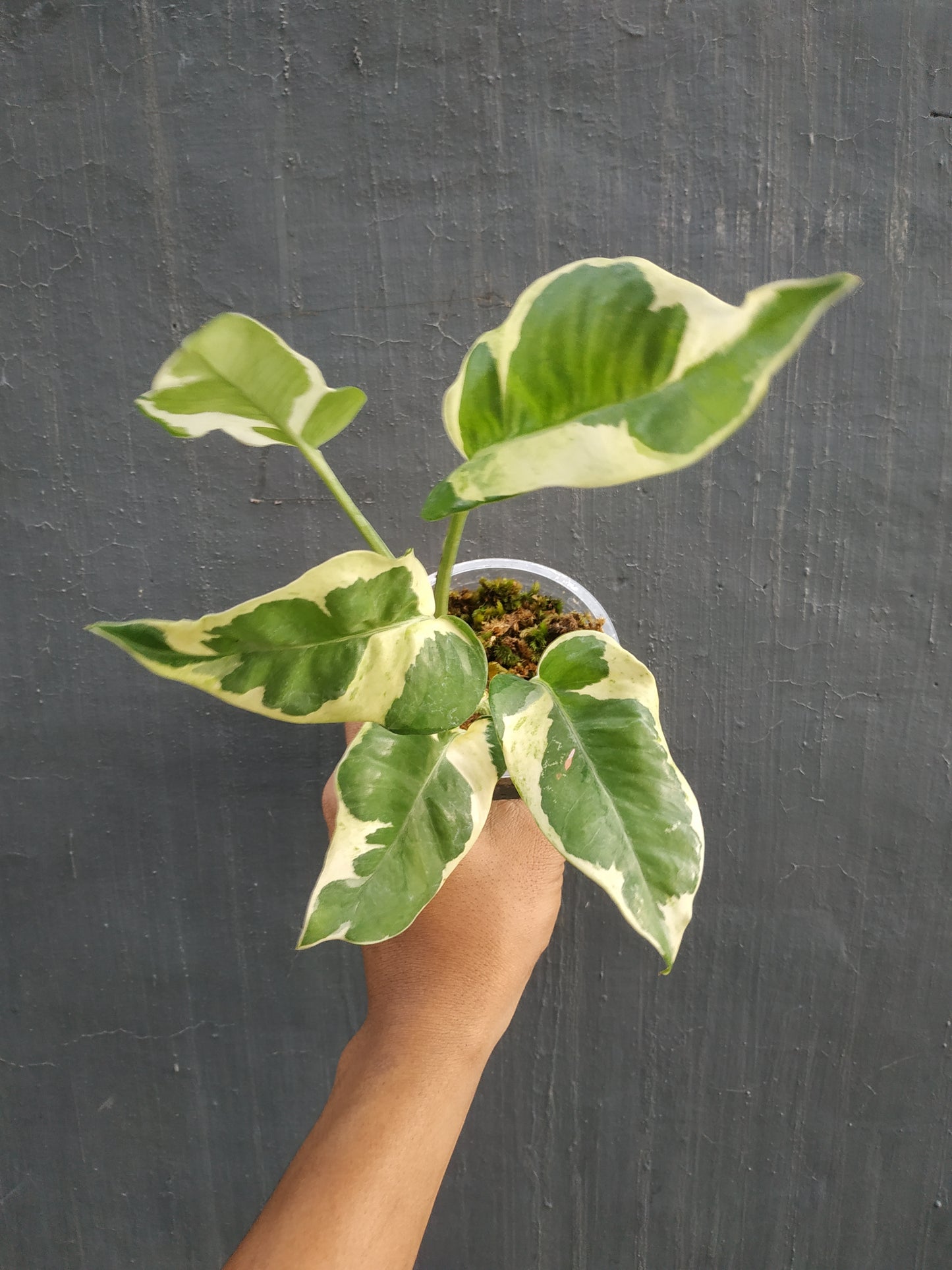 Wholesale 6x Njoy Pothos Small