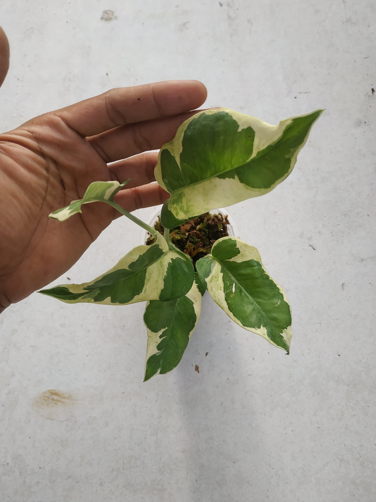 Wholesale 6x Njoy Pothos Small