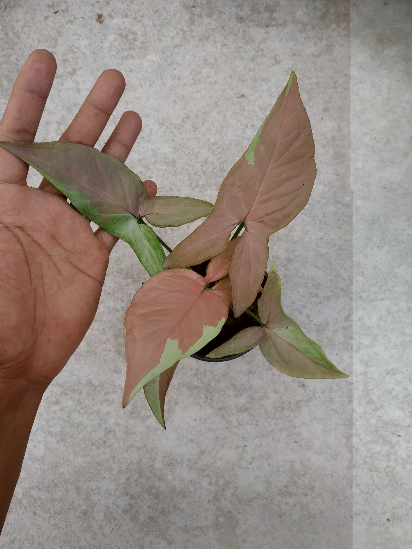 Syngonium Strawberry Milk