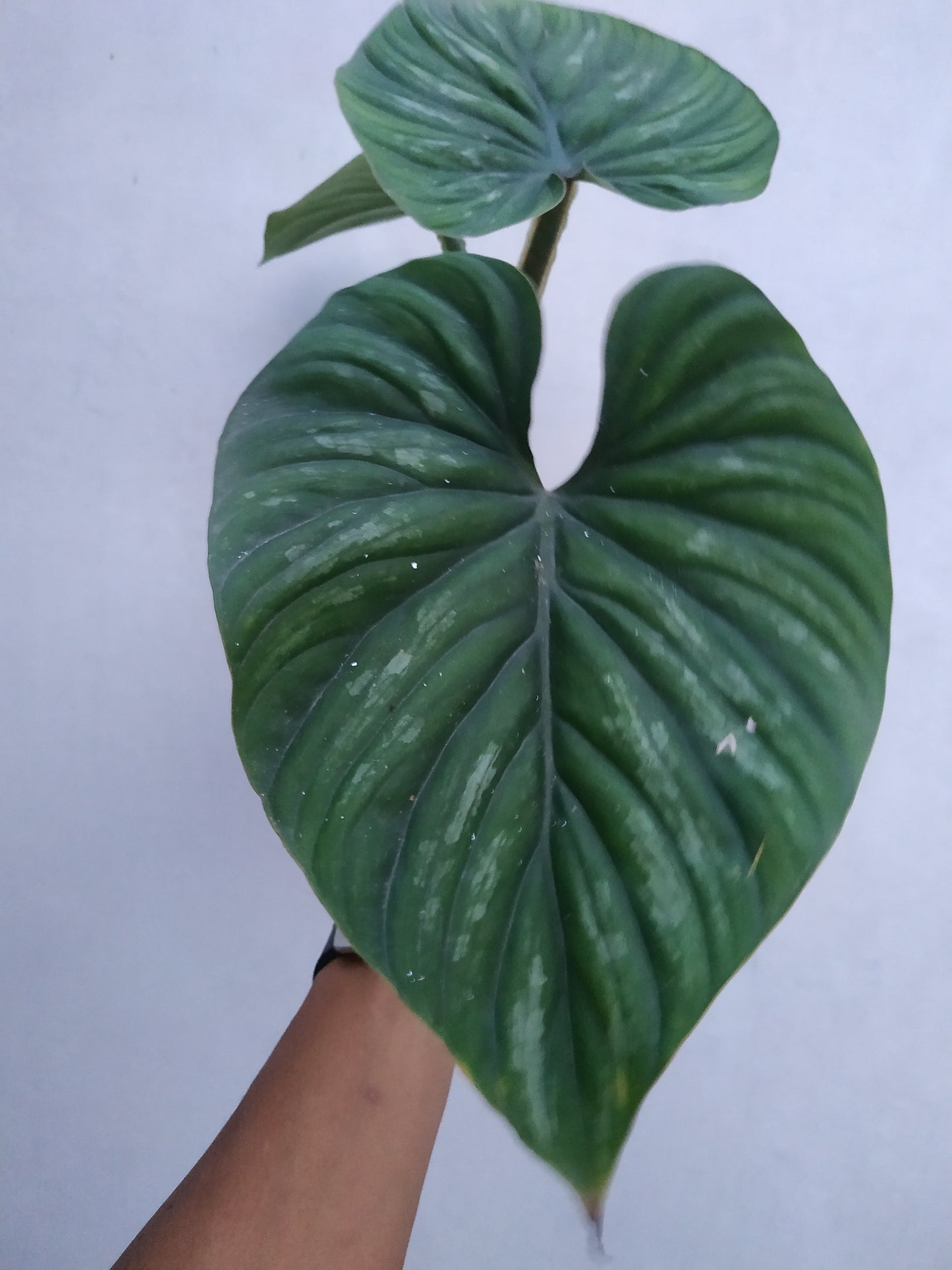 Philodendron Plowmanii Round Form