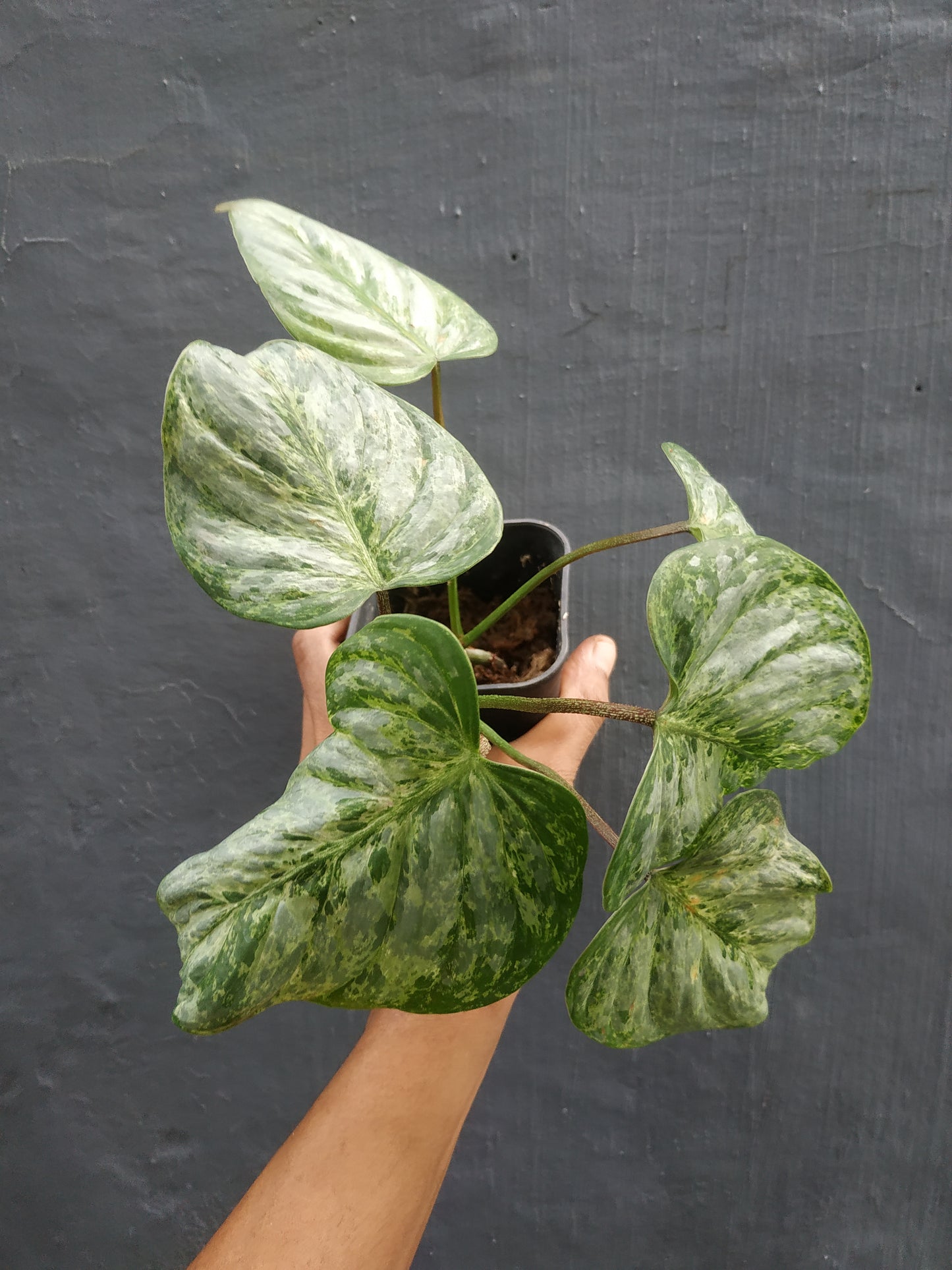 Philodendron Sodiroi Variegated