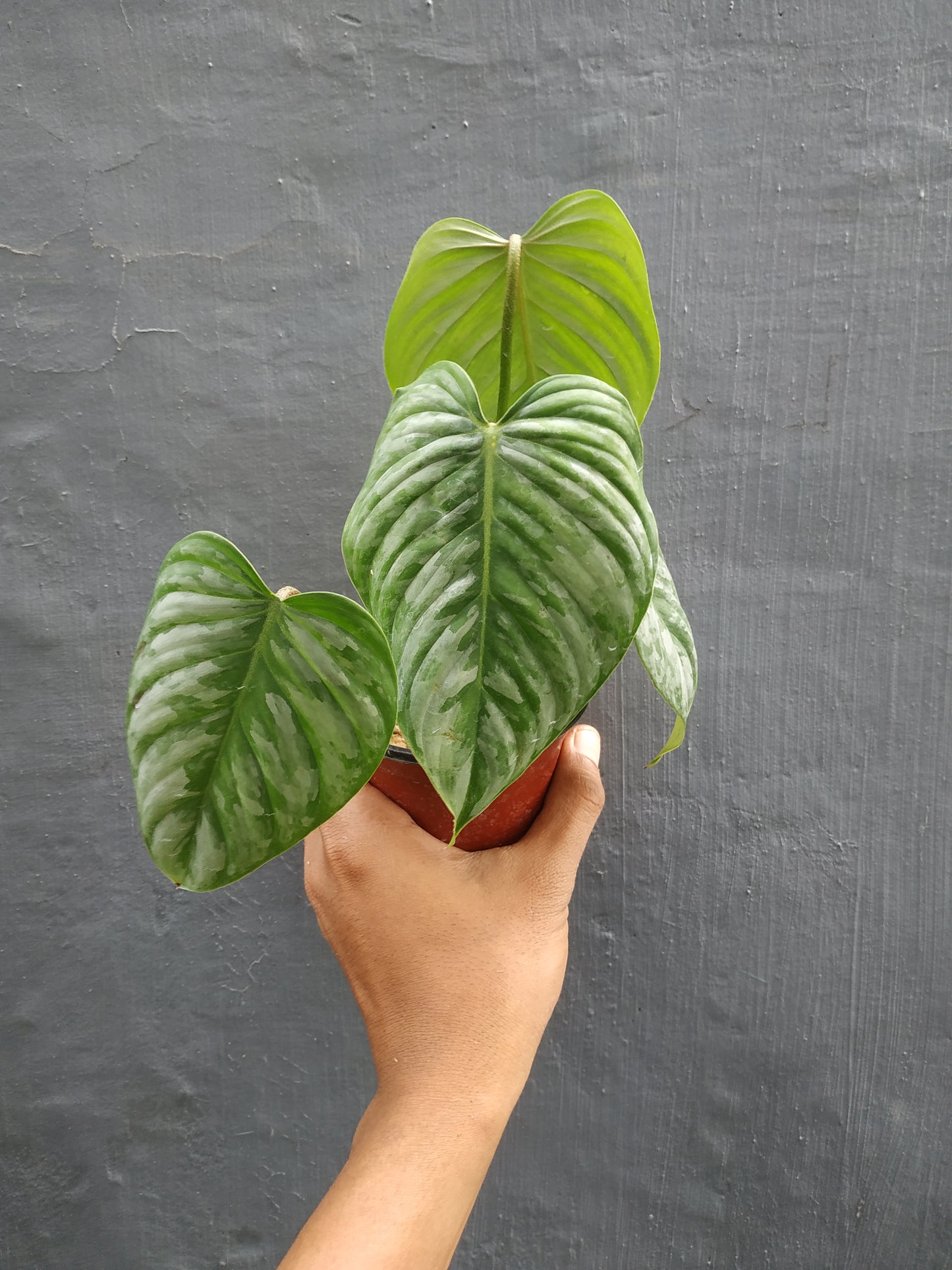 philodendron sodiroi,philodendron,