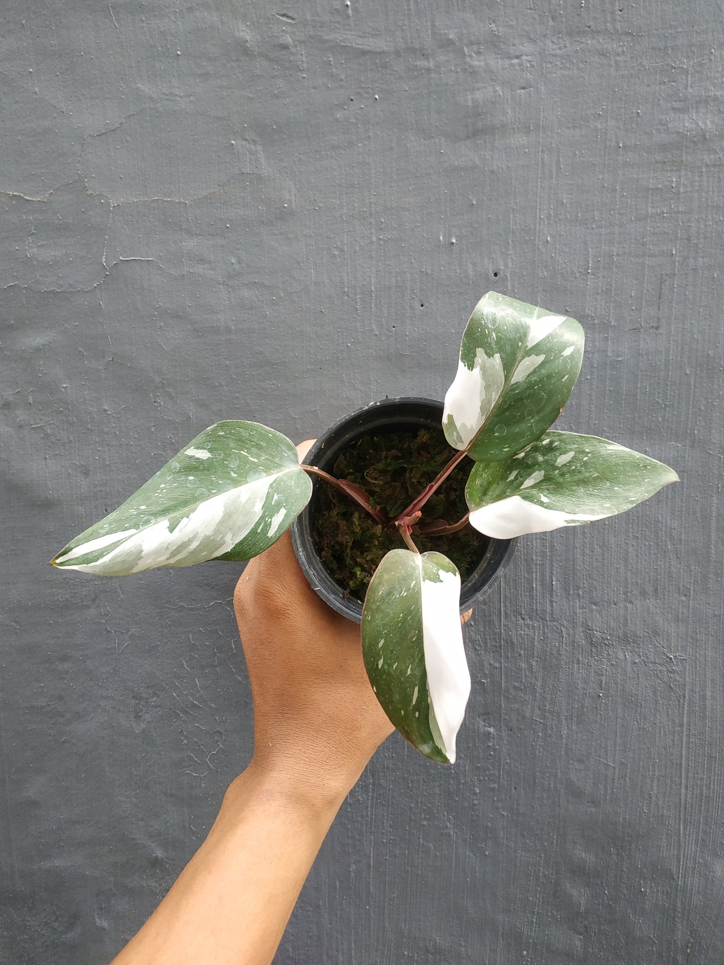 Philodendron White Princess, Philodendron Anderson, Philodendron Jose Buono
